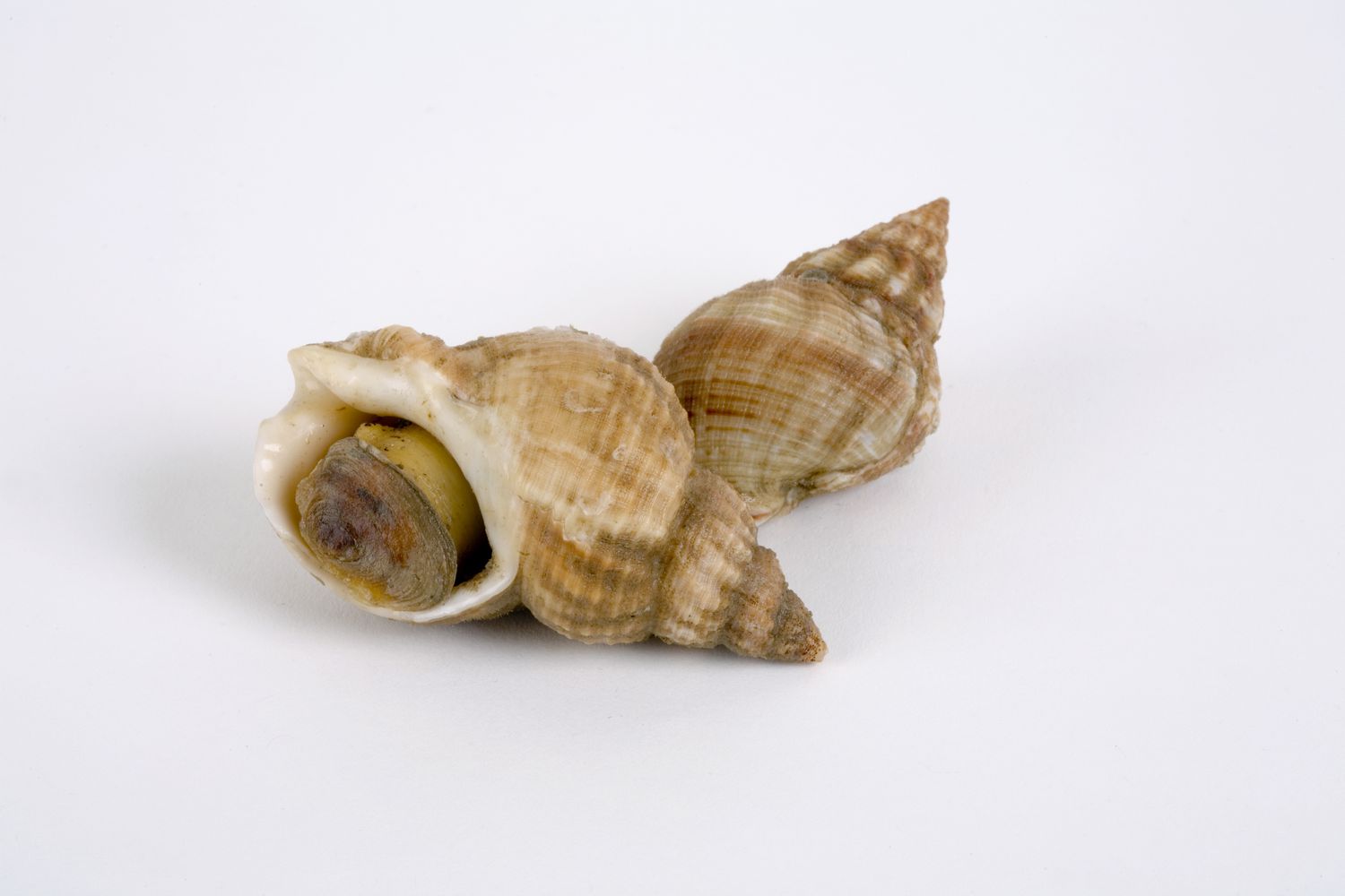 19-channeled-whelk-facts