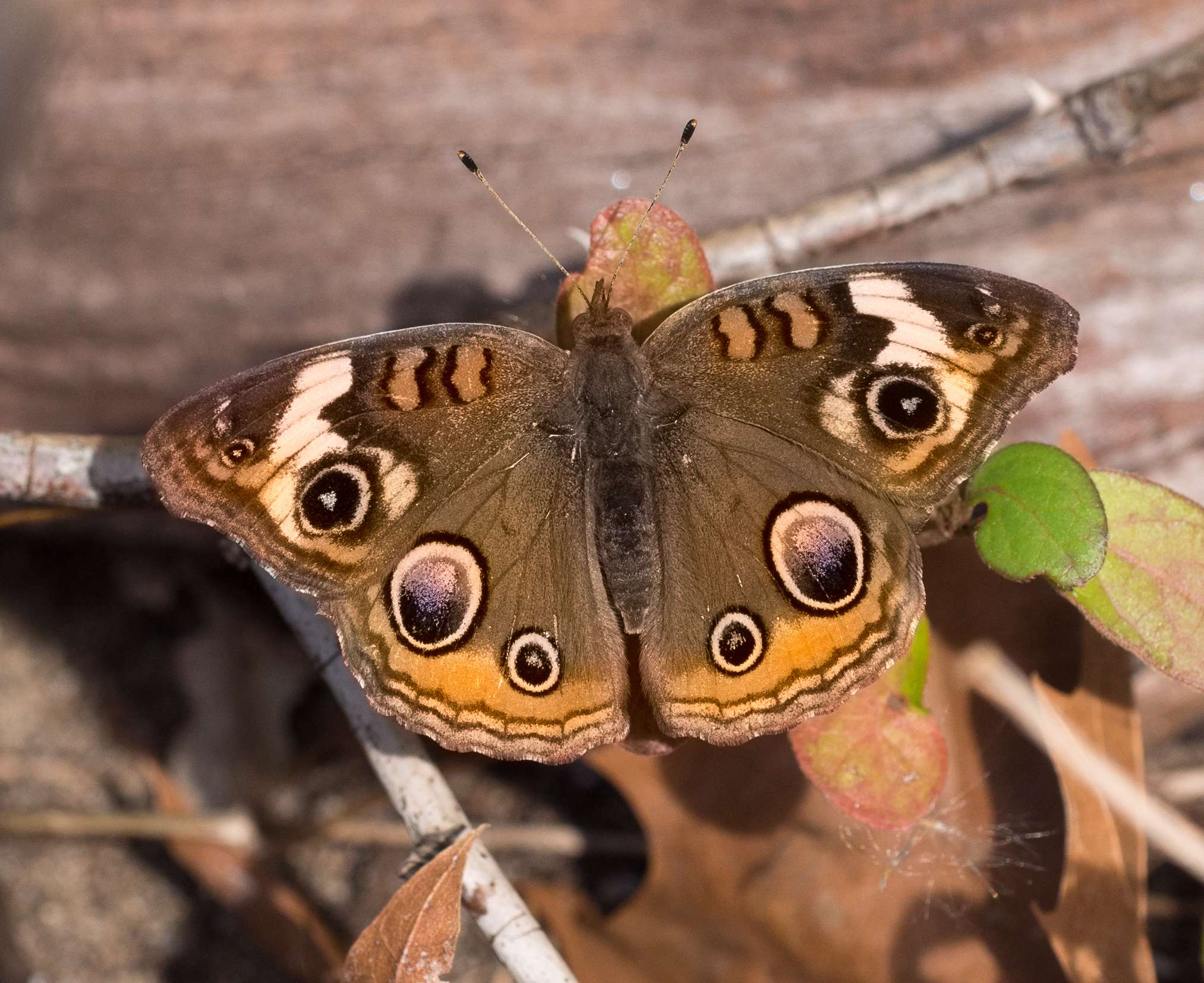 19-common-buckeye-butterfly-facts