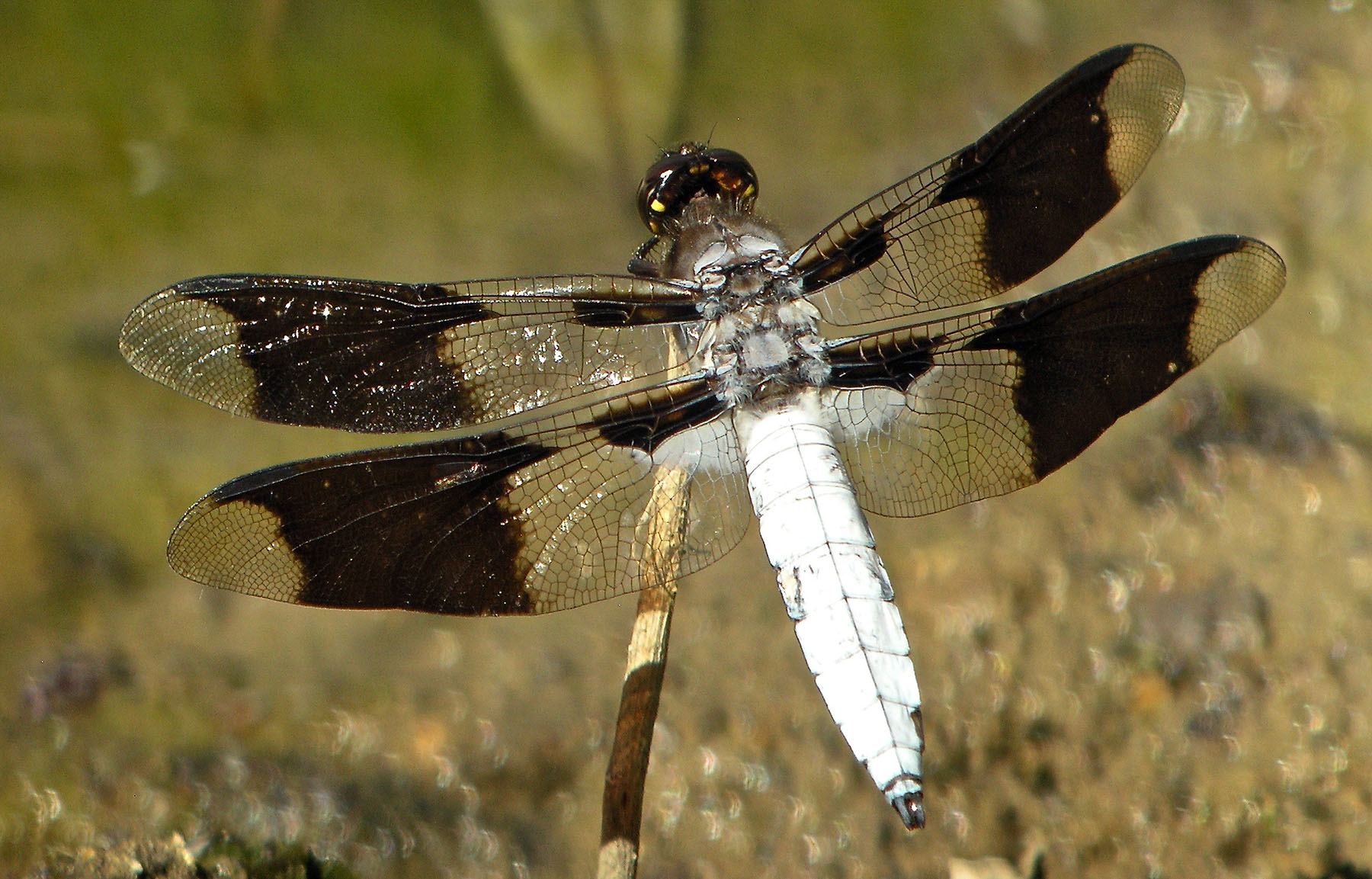 19-common-whitetail-dragonfly-facts