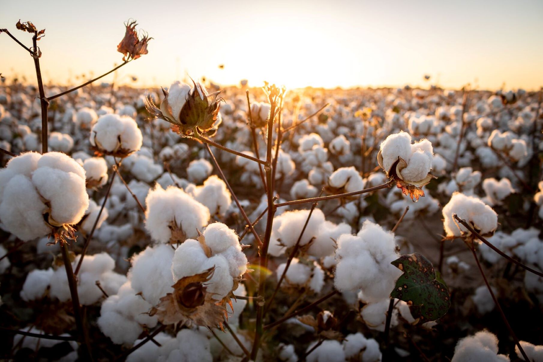 6 Fun Facts About Cotton - iRely