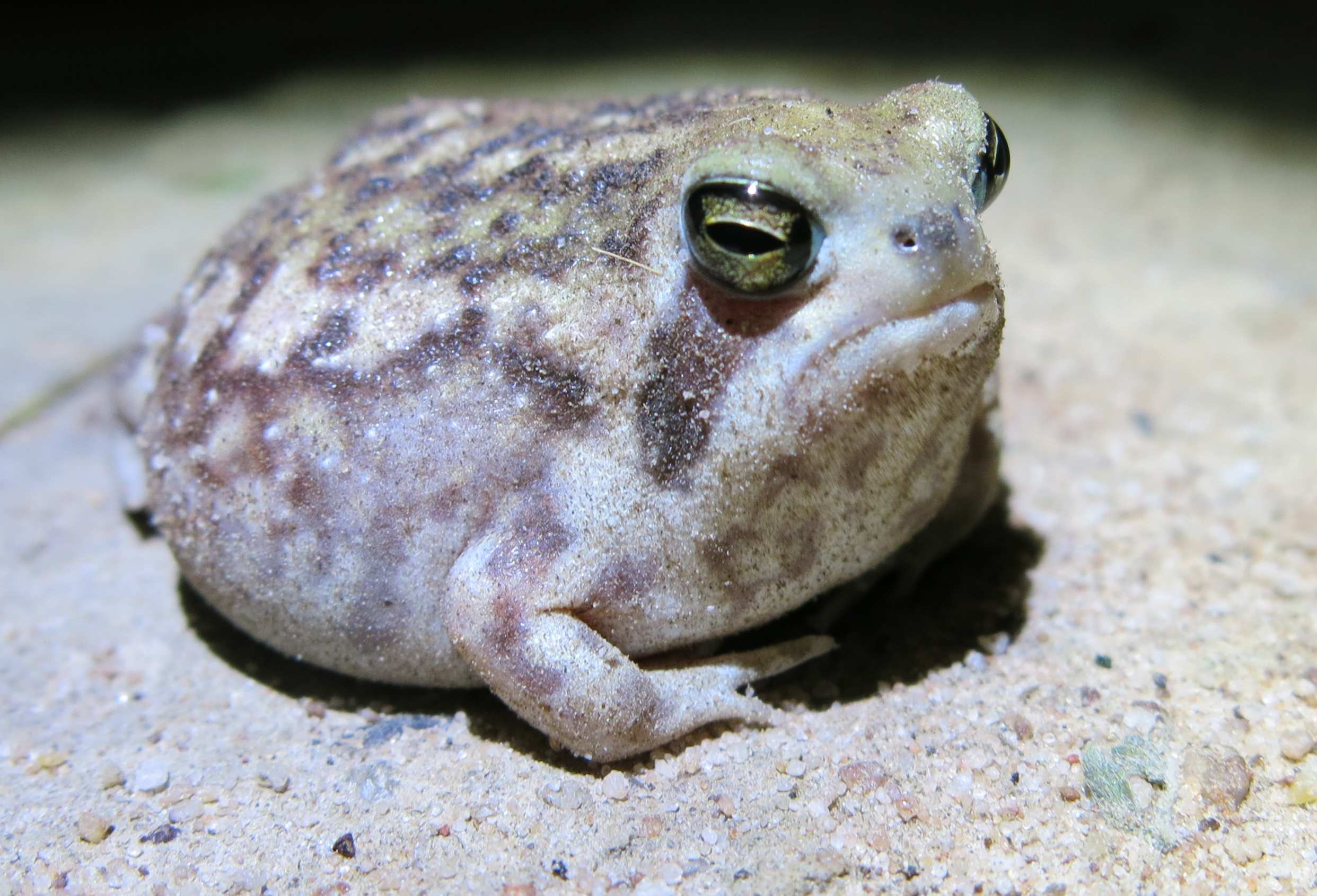 19-desert-rain-frog-facts