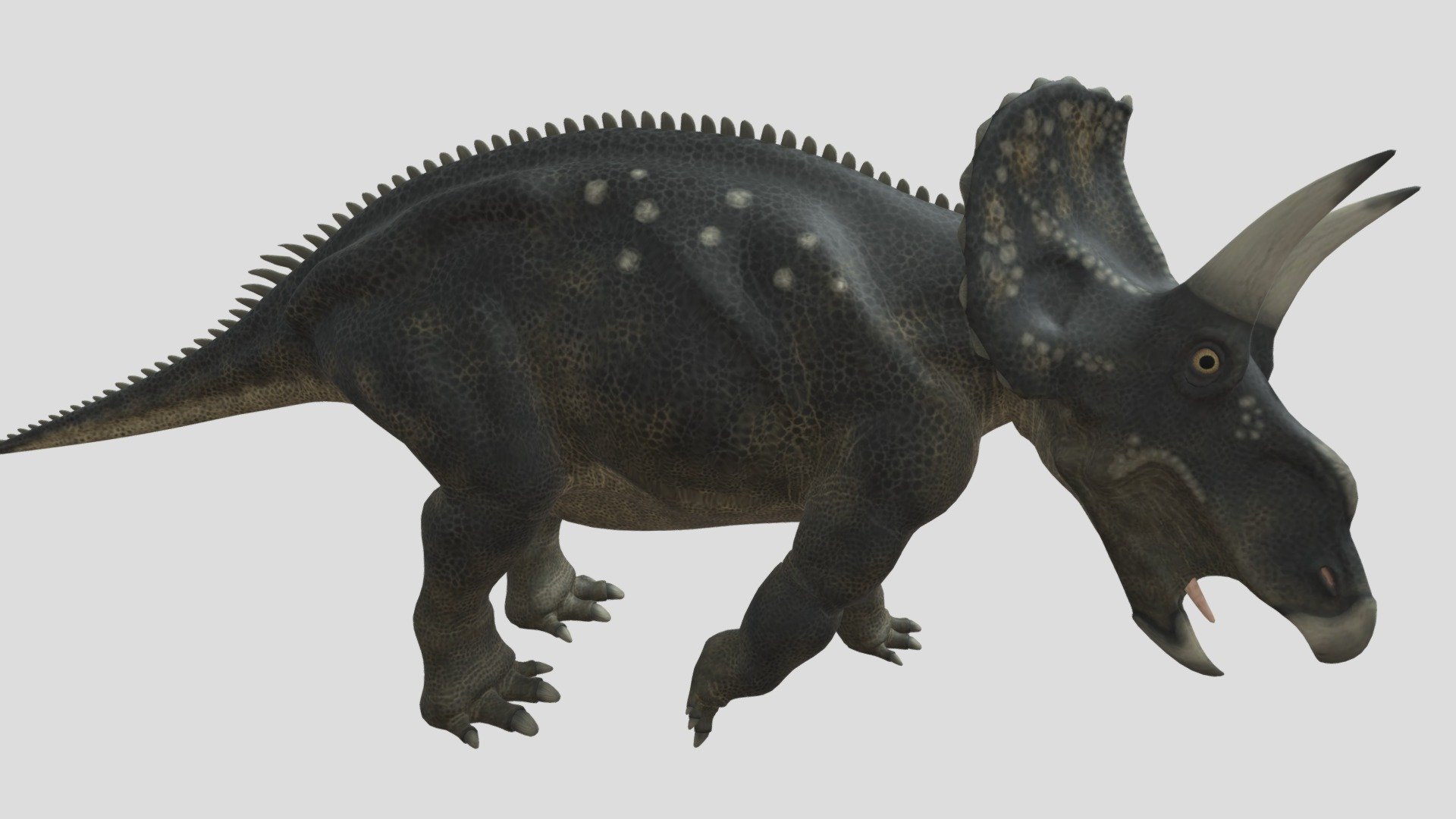 19-diceratops-facts