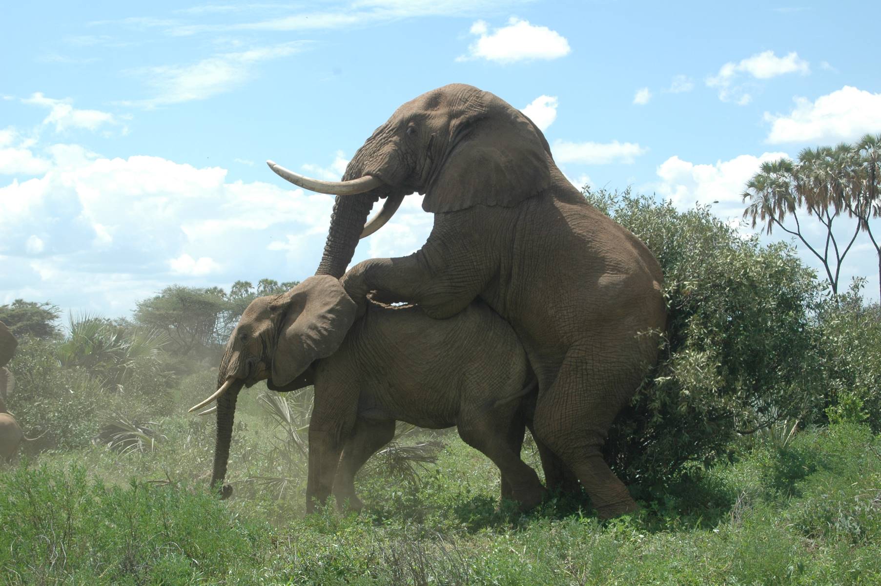 19-elephant-mating-facts