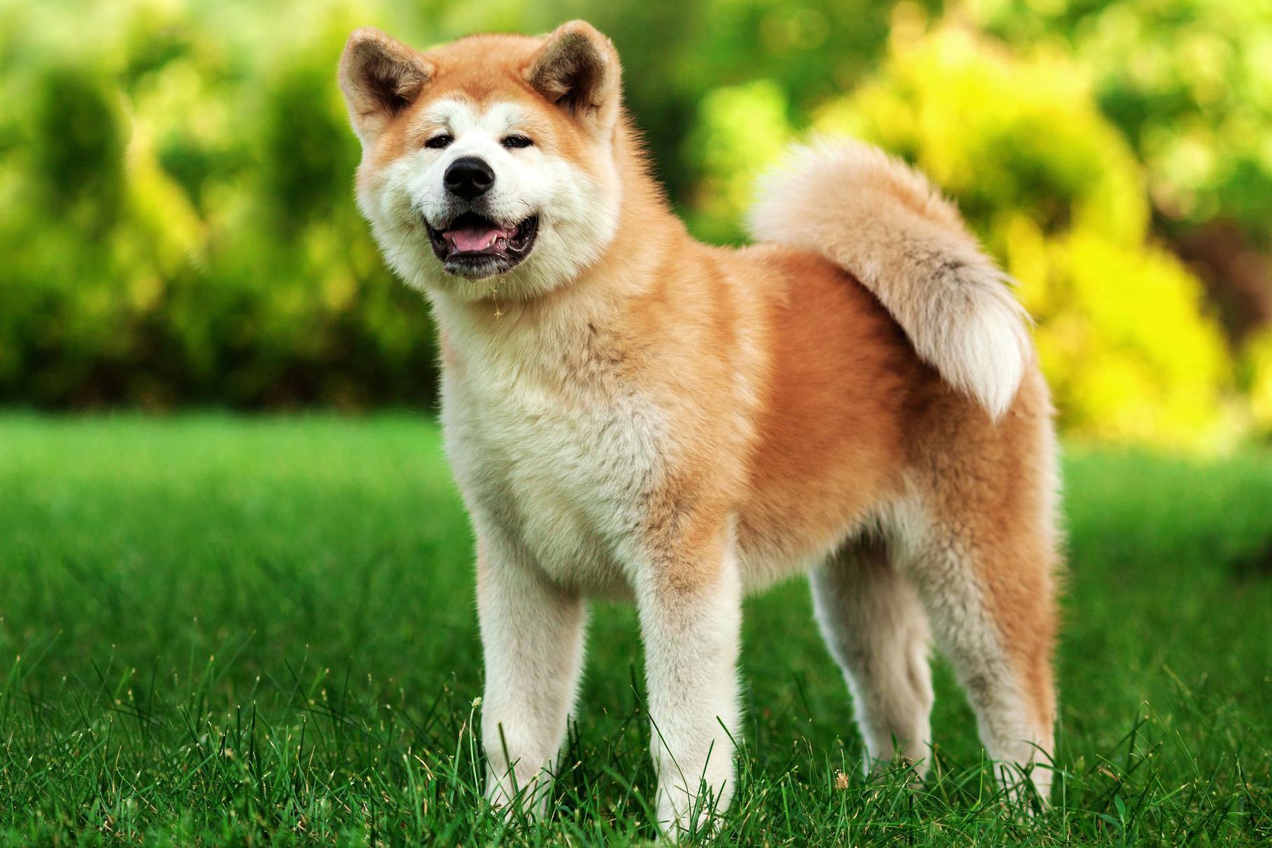 19-facts-about-akitas