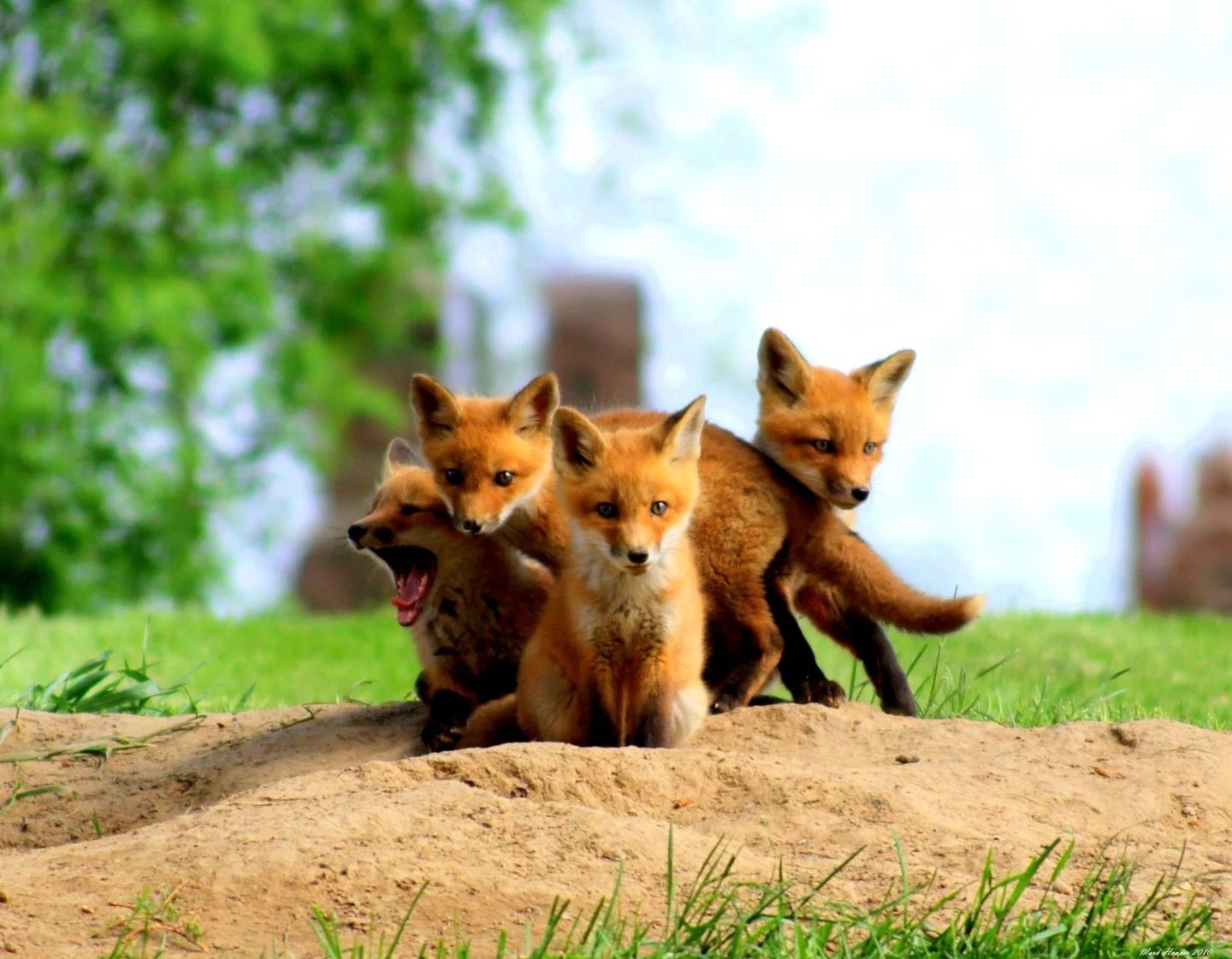 19-facts-about-baby-foxes