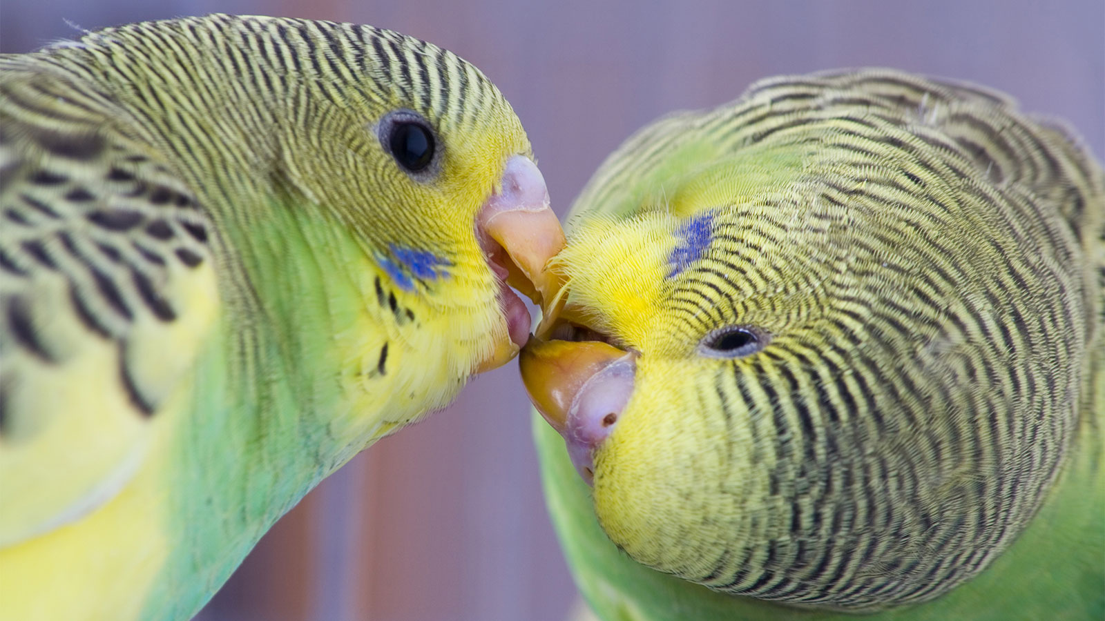 19-facts-about-budgies