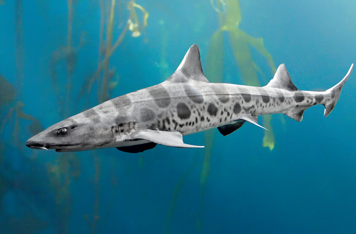 19-facts-about-leopard-sharks