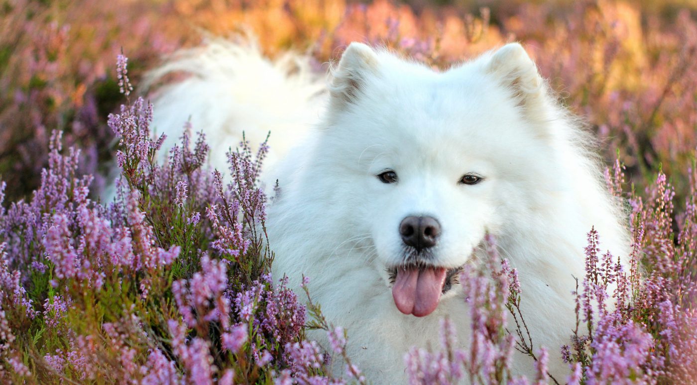 19-facts-about-samoyed-dogs