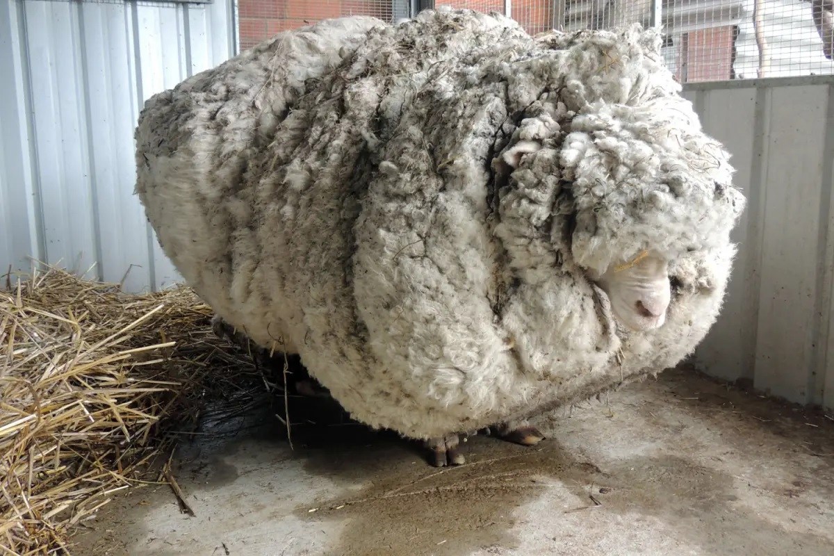 18 Facts About Merino Sheep 