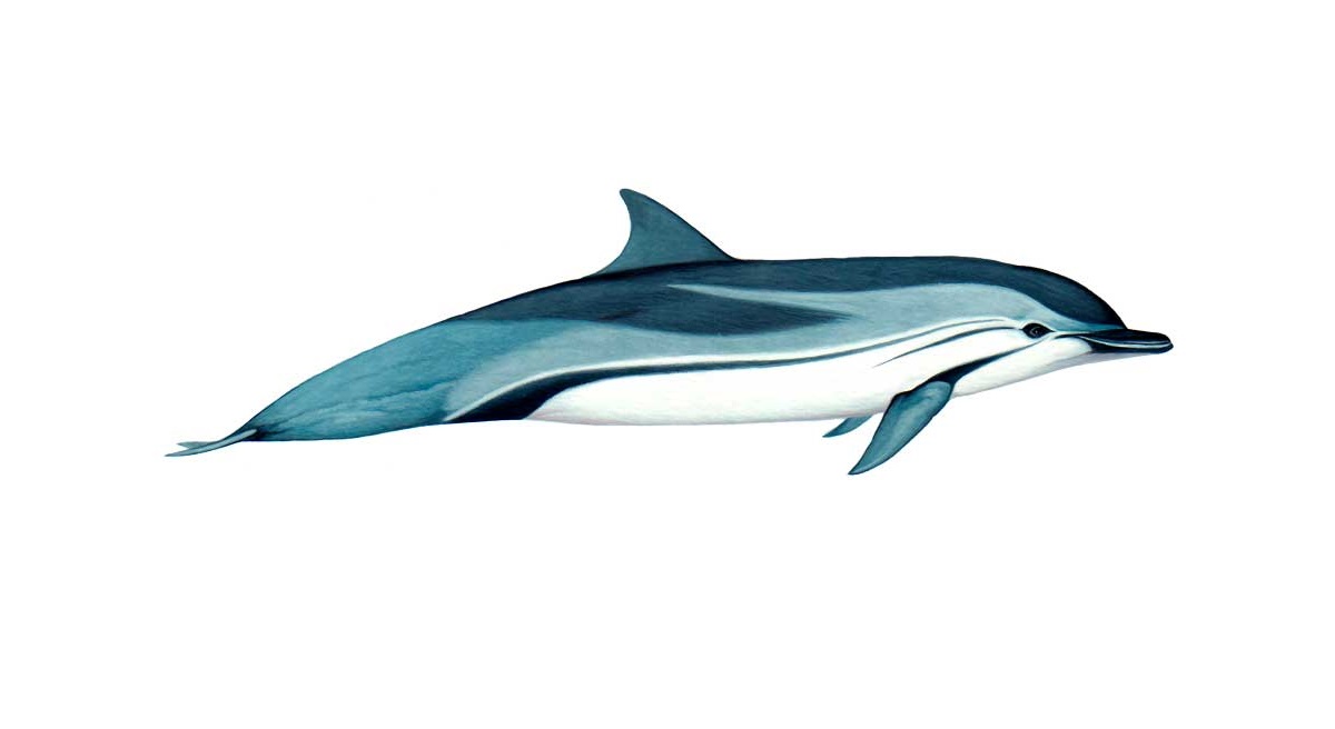 19-facts-about-striped-dolphins