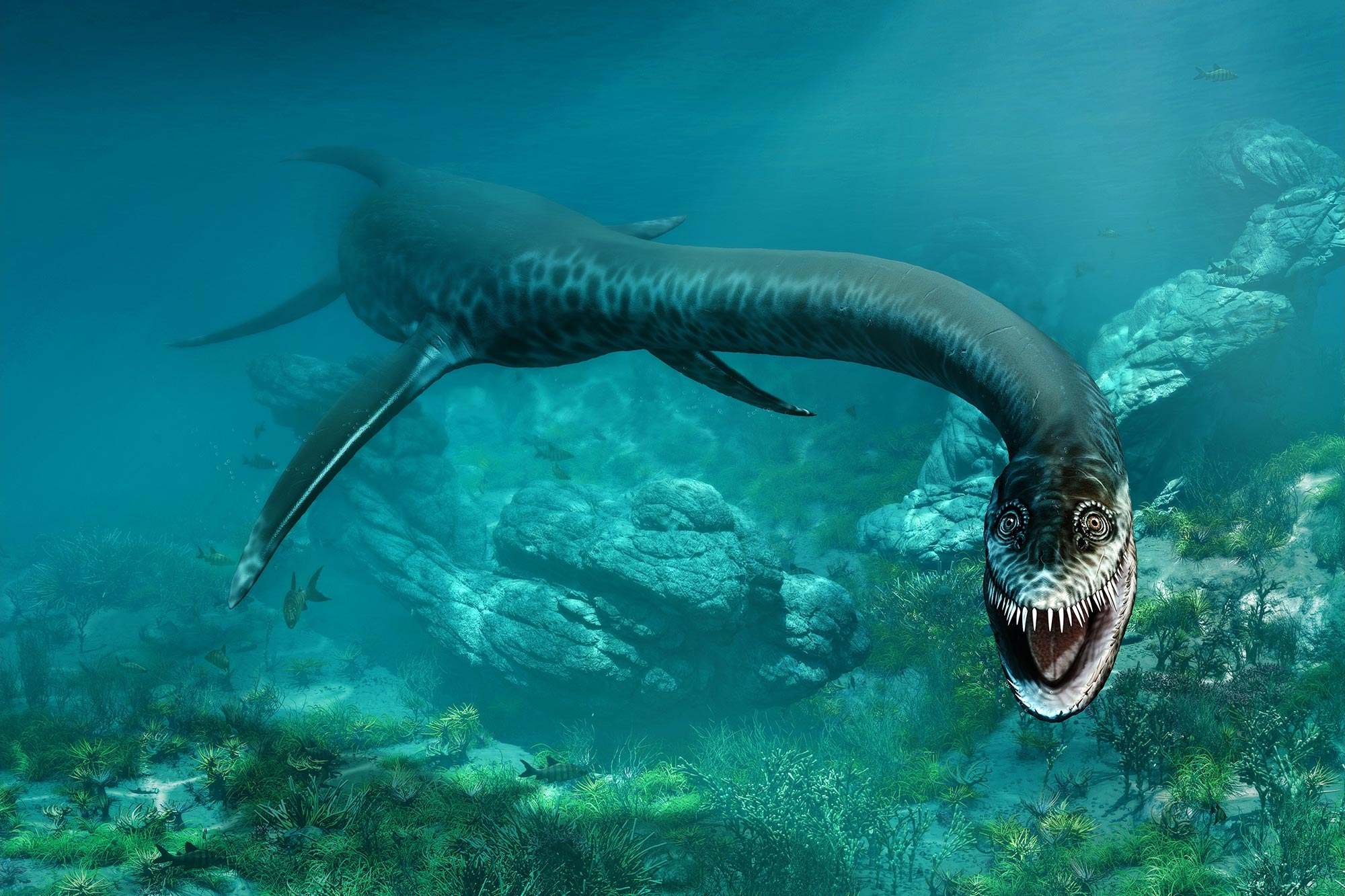 19-facts-about-the-plesiosaur