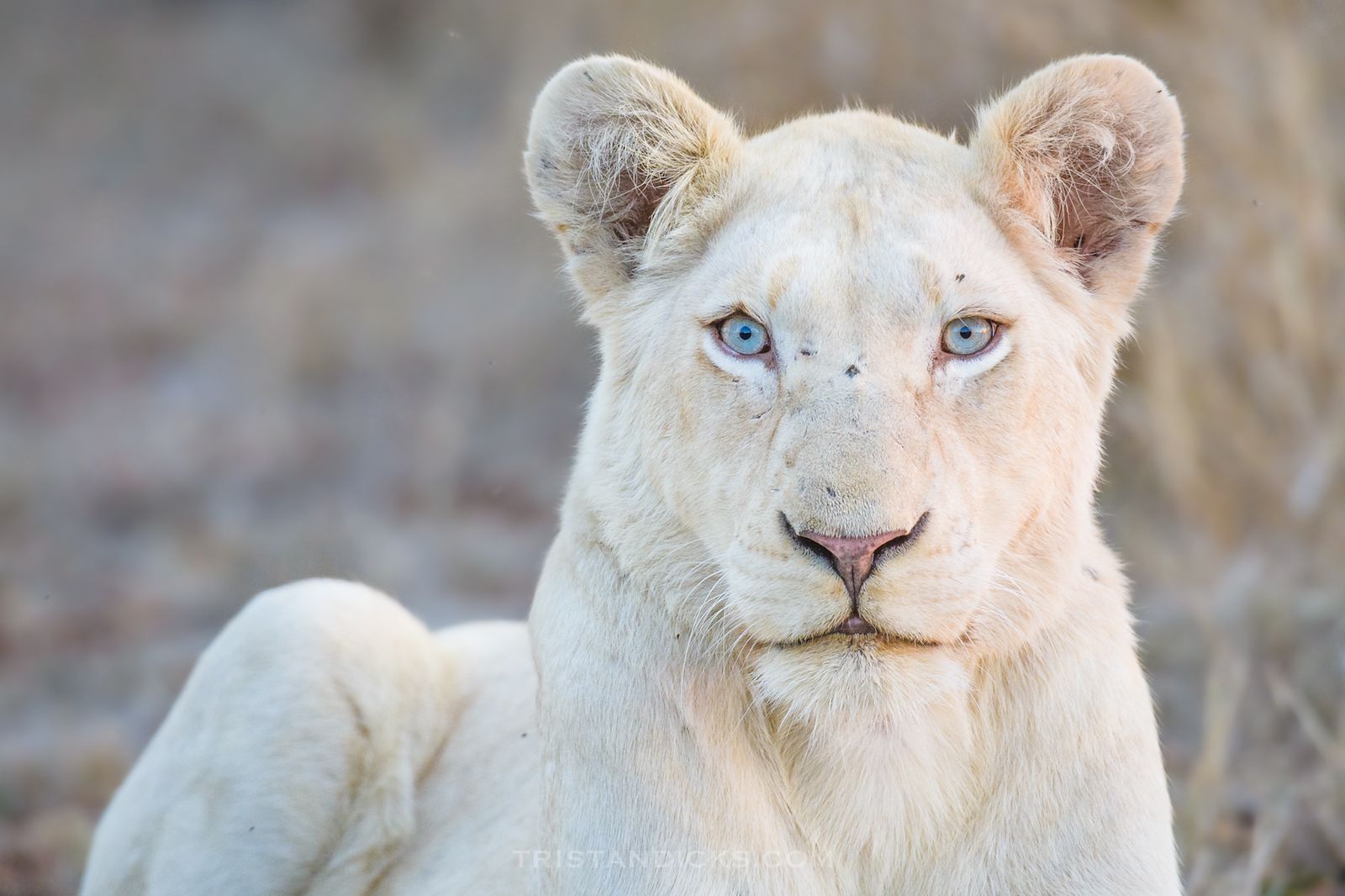 19-facts-about-the-white-lion