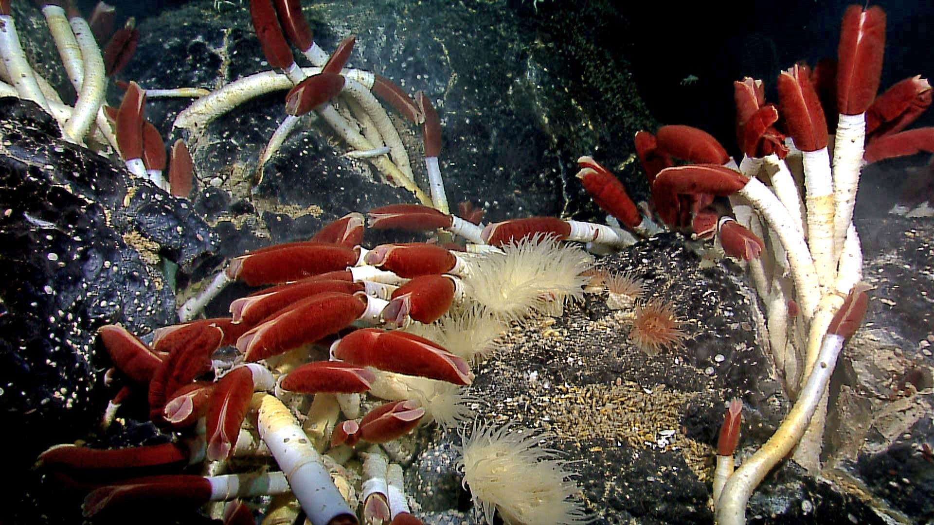 18 Sea Sponge Facts About These Underwater Wonders 