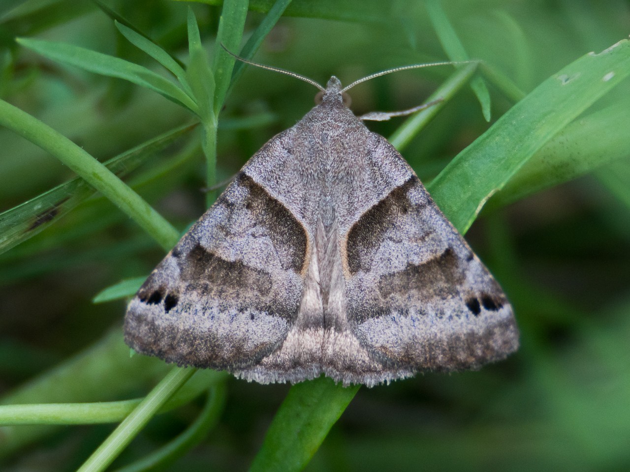 19-forage-looper-moth-facts