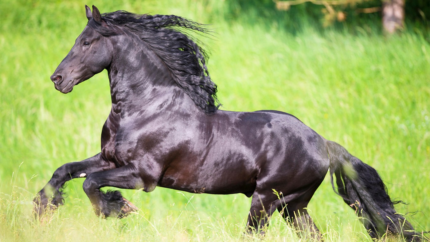 19-friesian-horse-interesting-facts