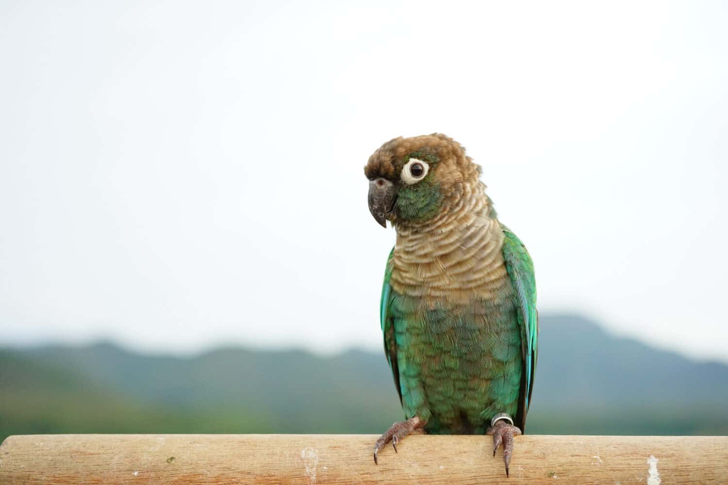 19-fun-facts-about-green-cheek-conures