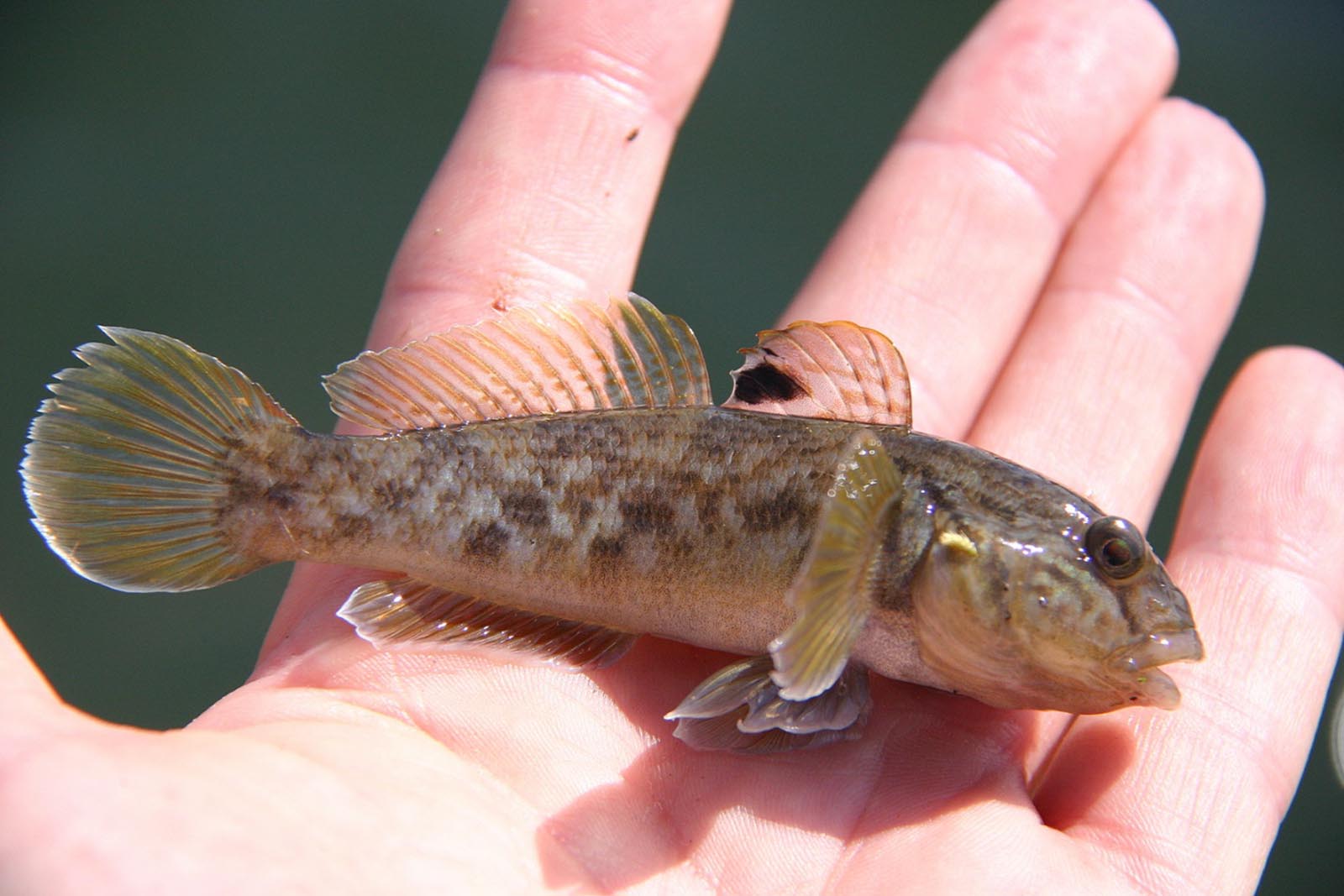 19-gobies-fish-facts