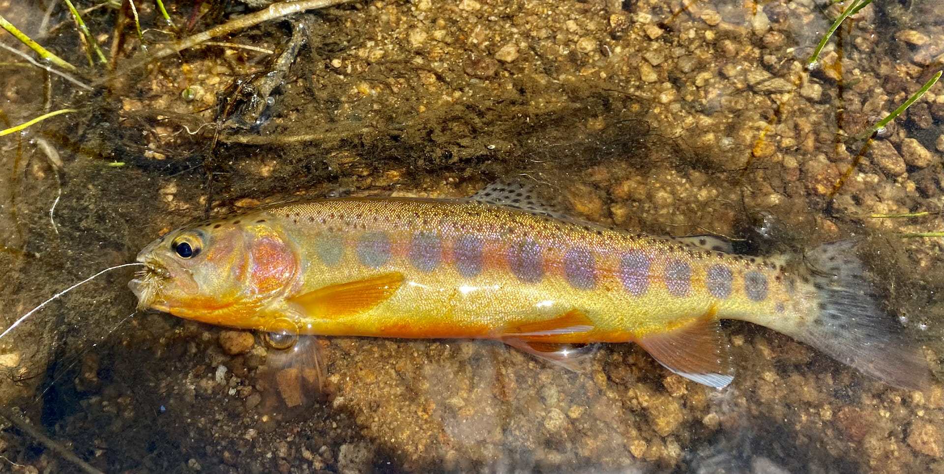 19-golden-trout-facts