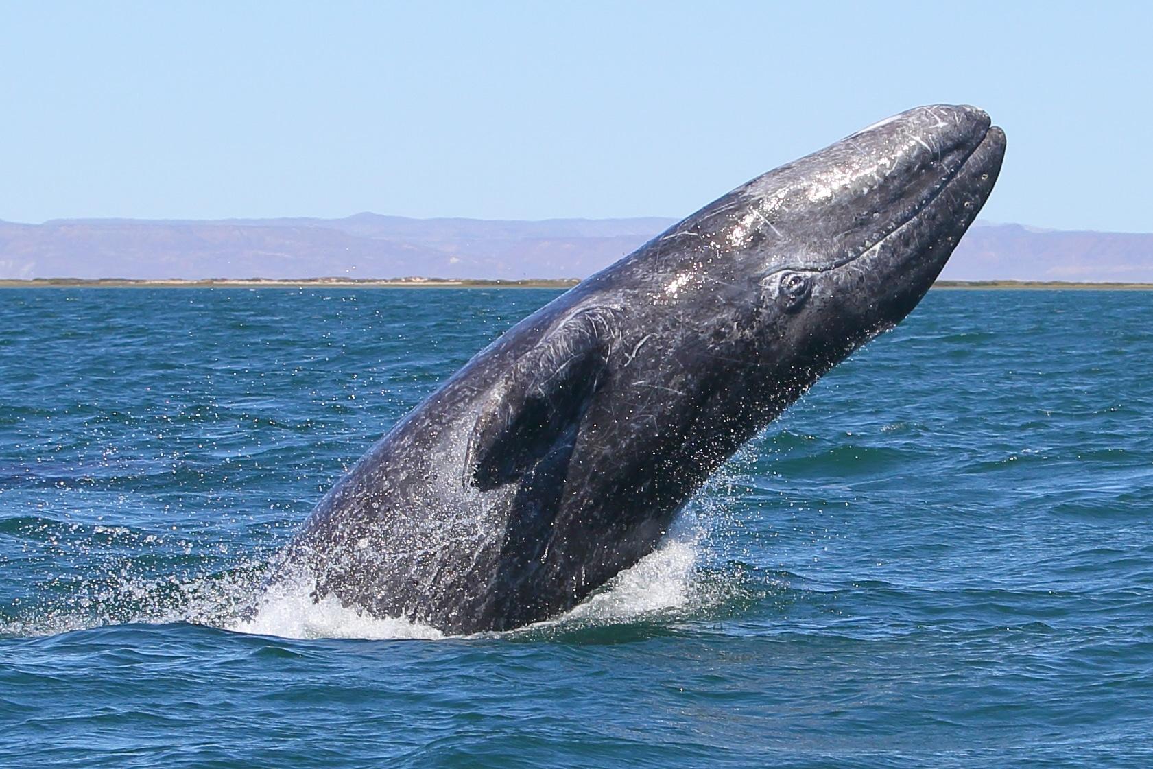 19-gray-whale-migration-facts