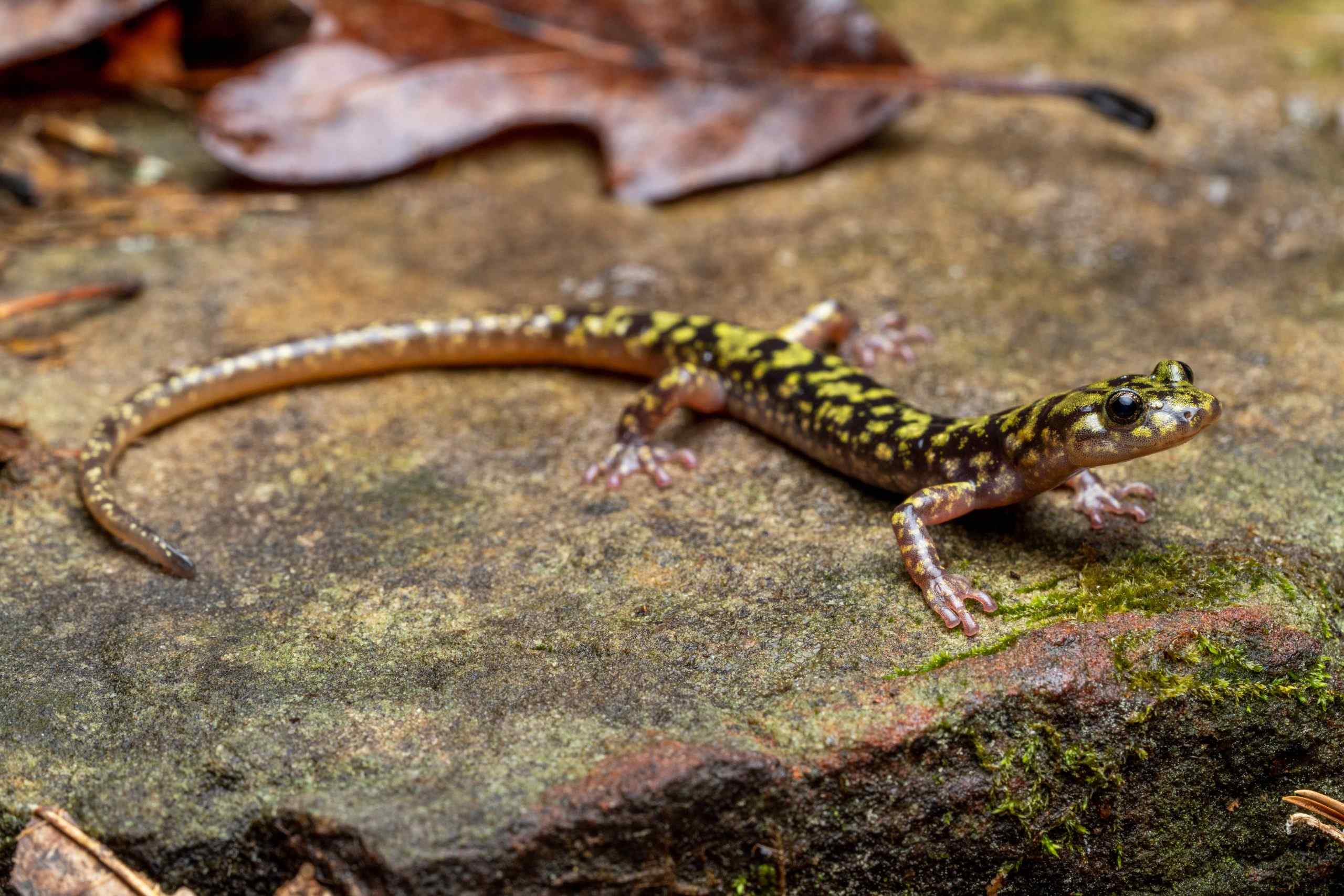 19-green-salamander-facts