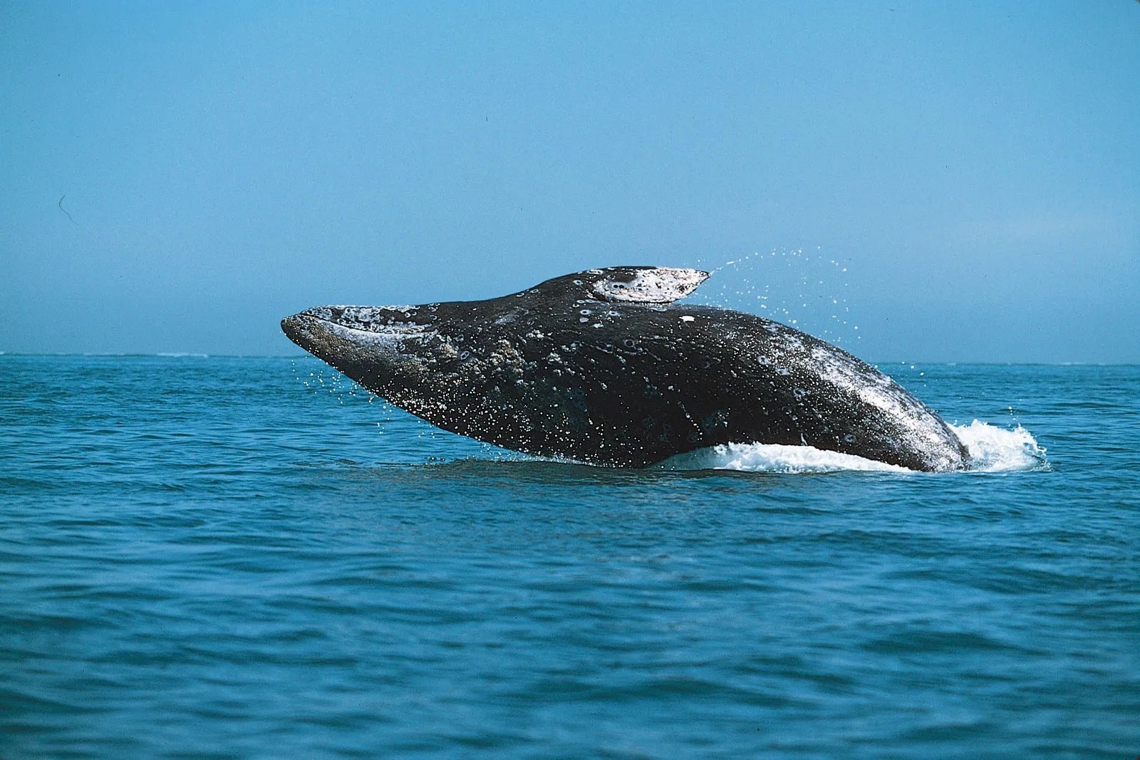 19-grey-whale-facts