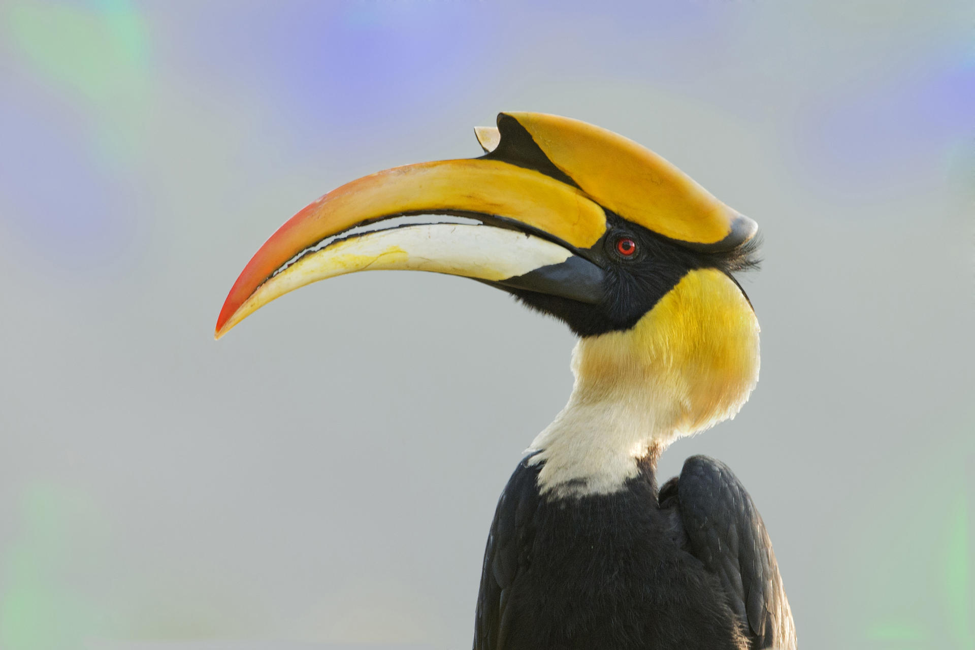 19-hornbill-facts