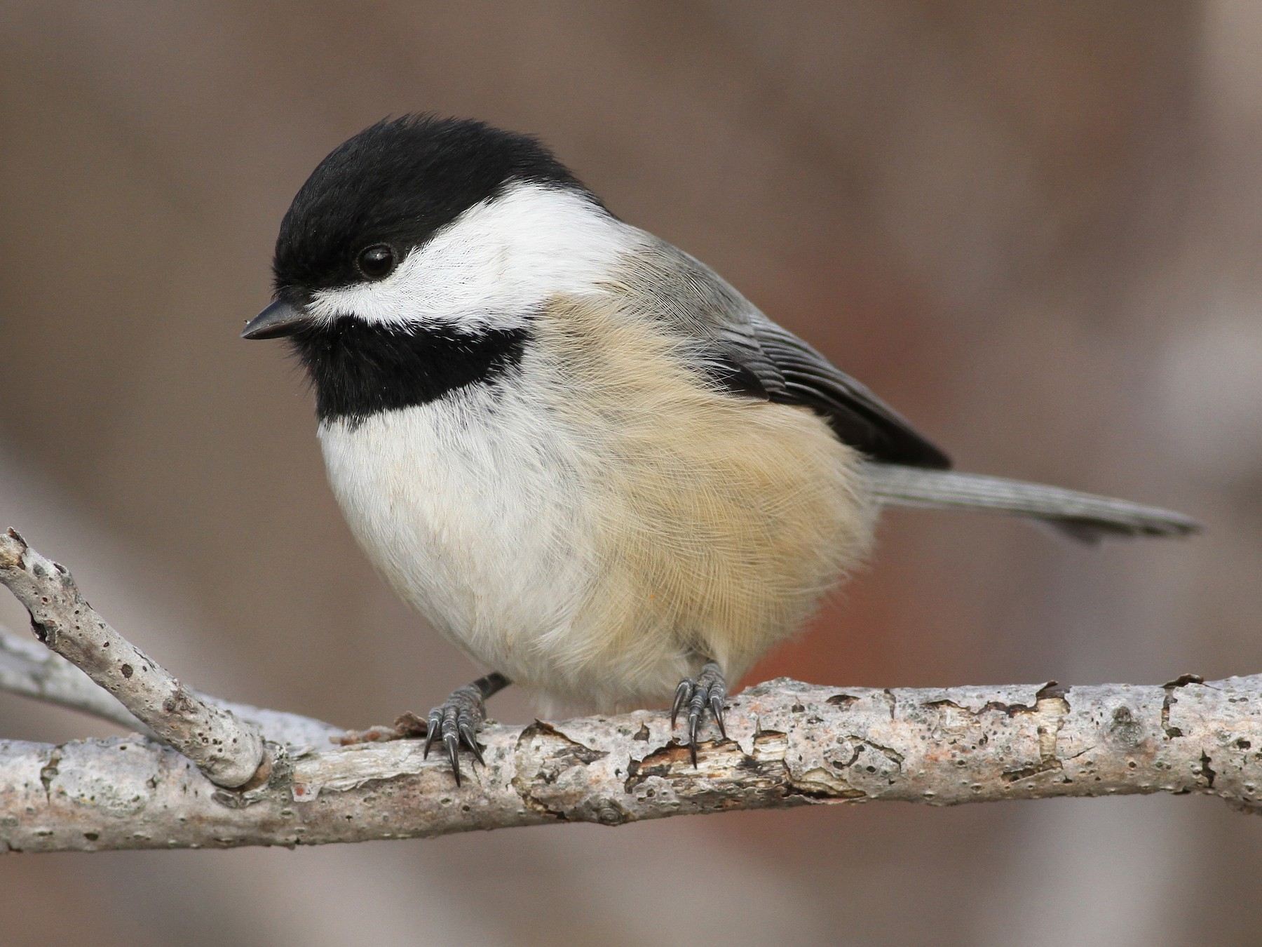 19-interesting-facts-about-black-capped-chickadee