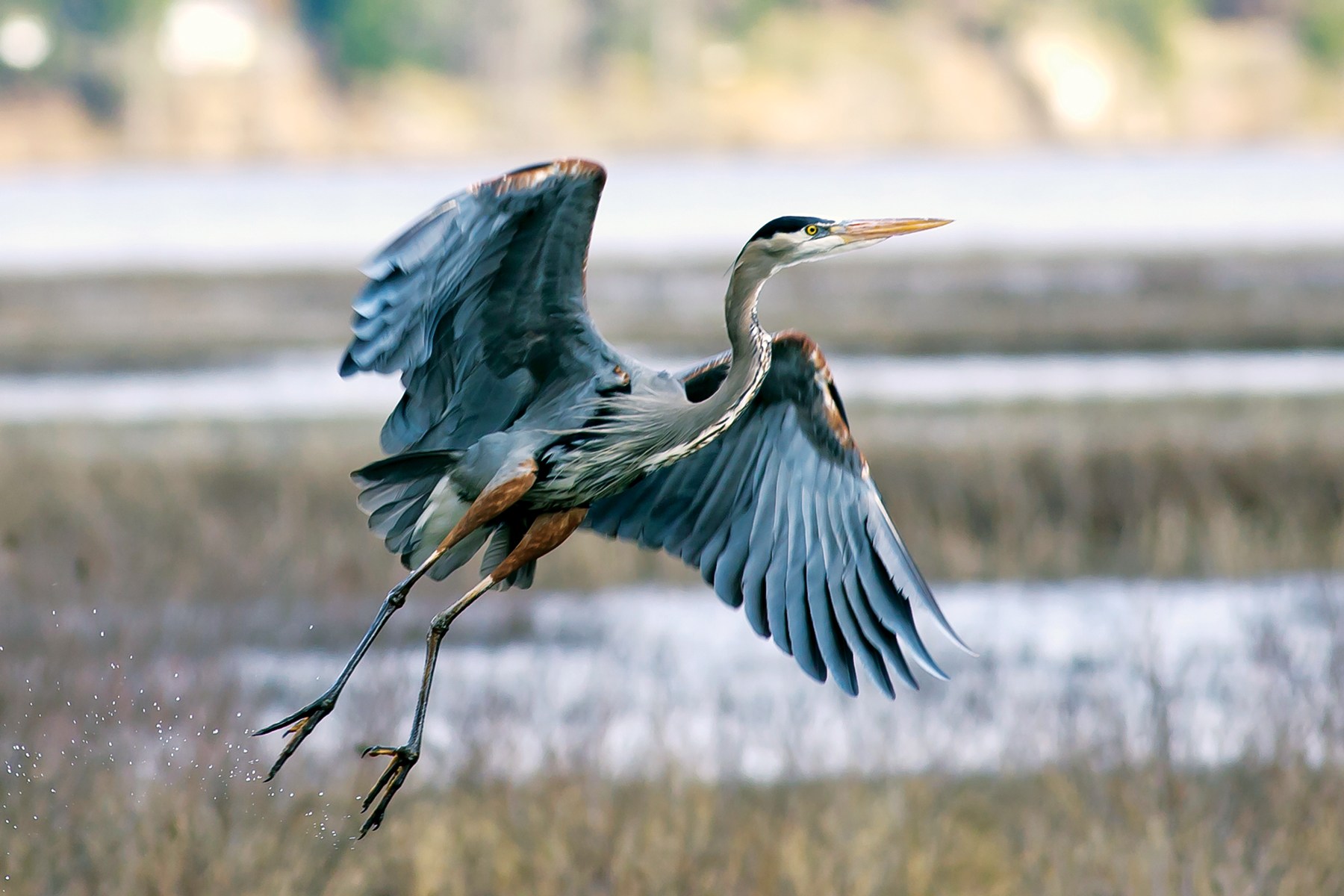 19-interesting-facts-about-great-blue-herons