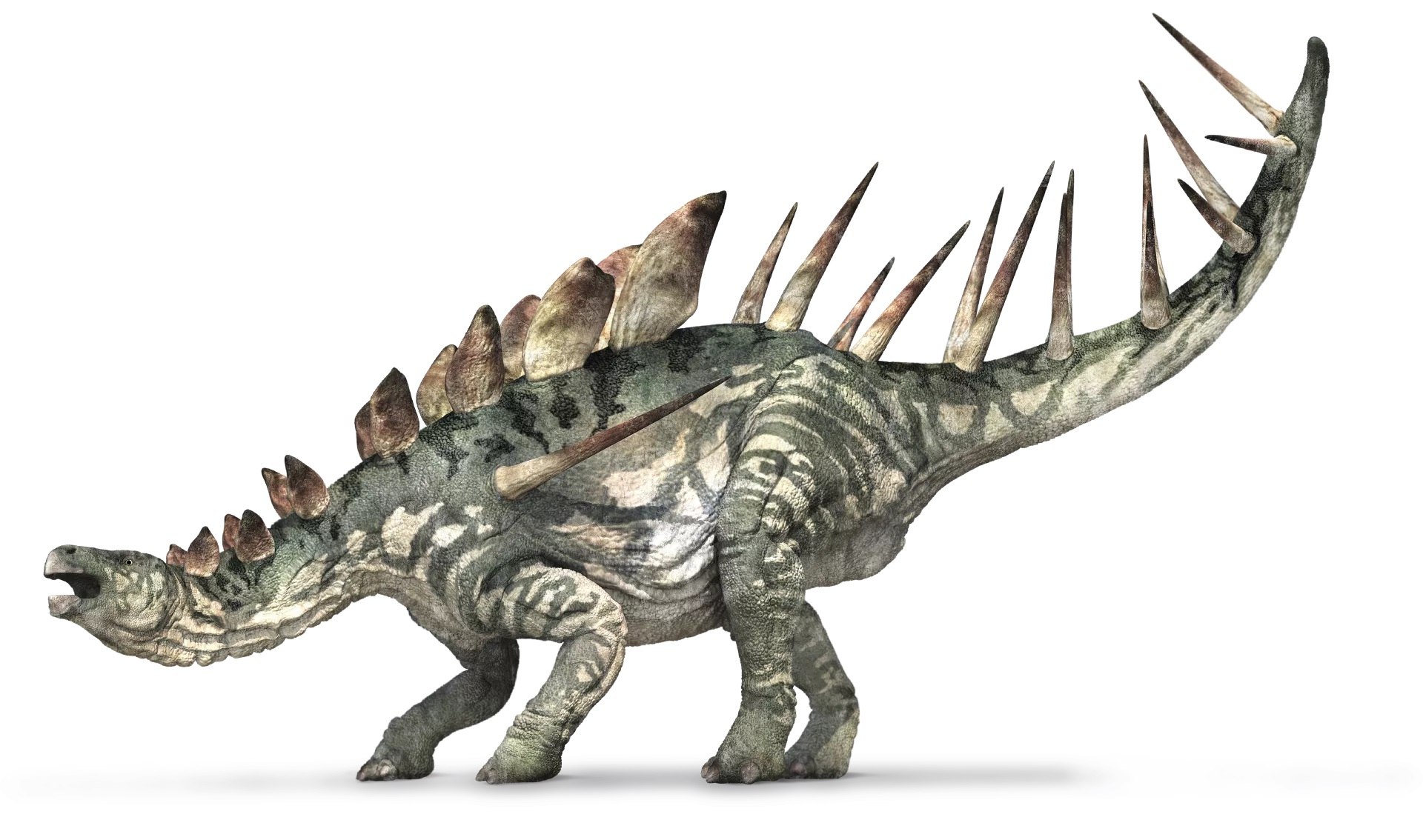 19-kentrosaurus-facts