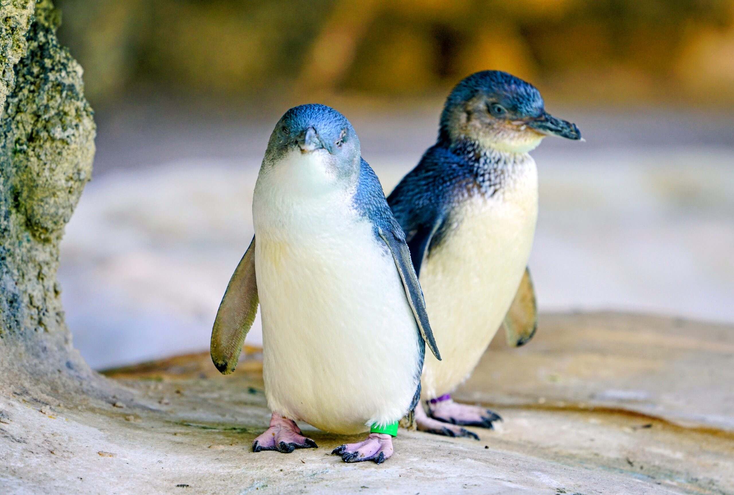 19-little-blue-penguin-facts