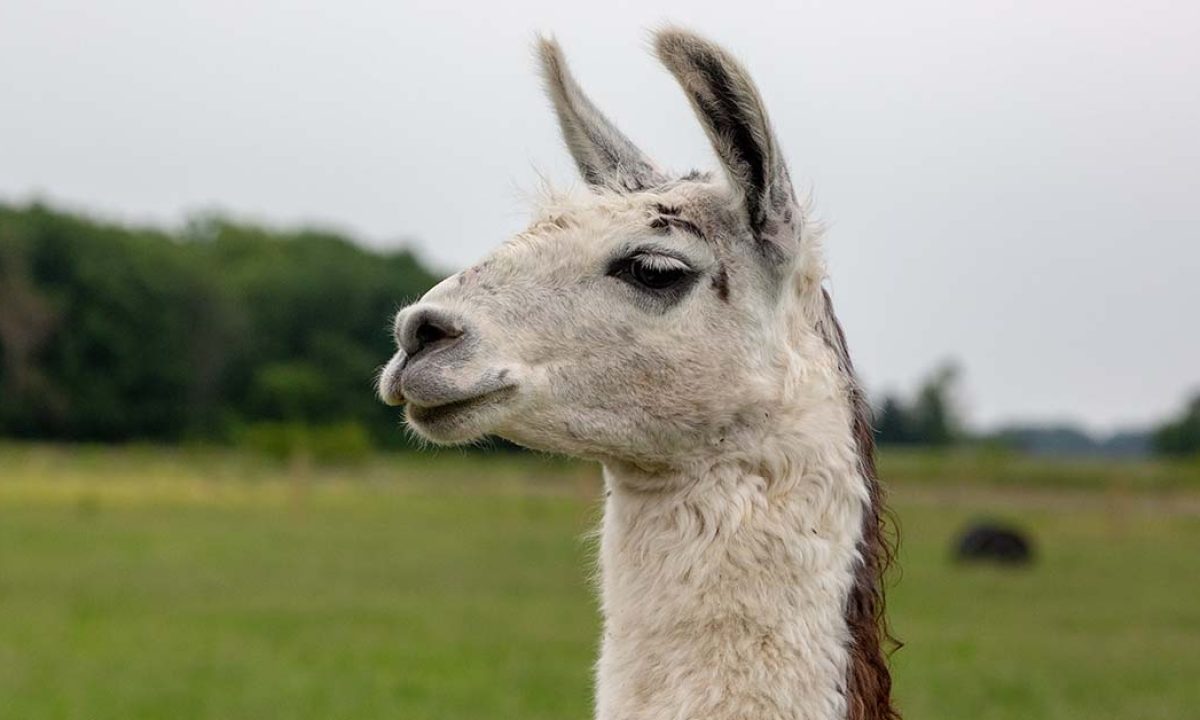 19-llama-spitting-facts