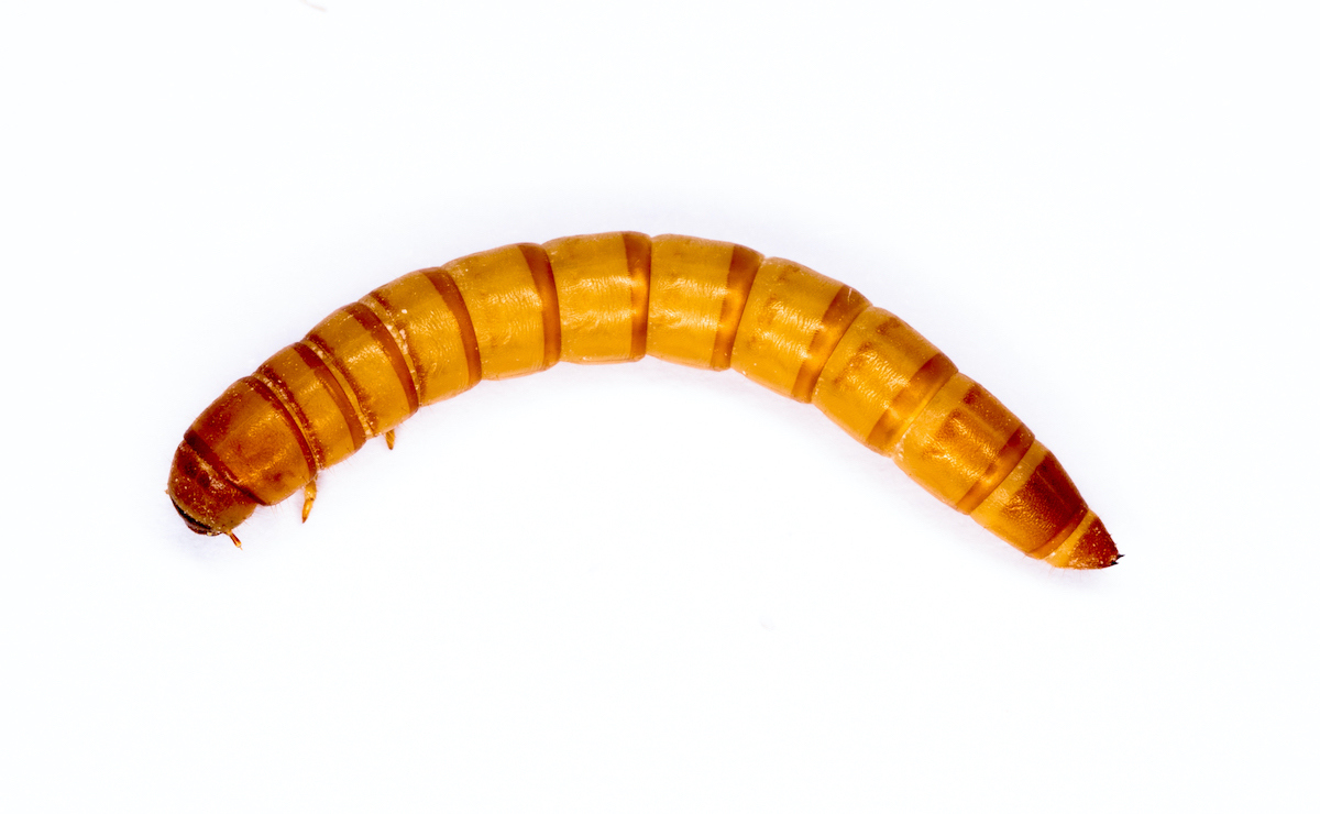 19-meal-worm-facts