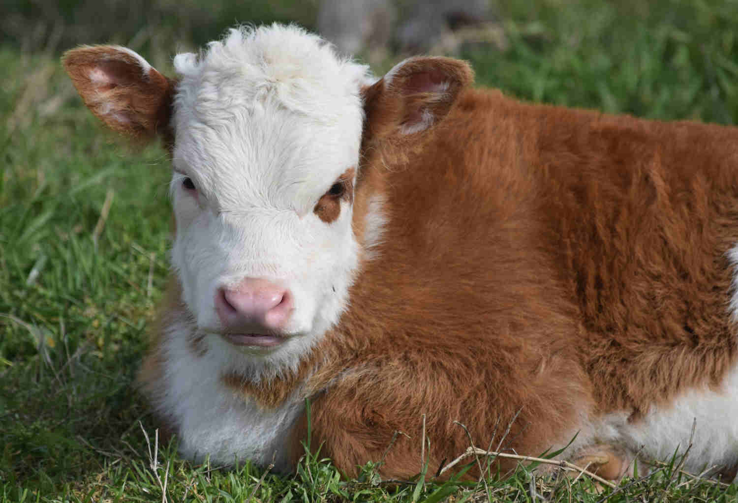 19-miniature-hereford-cattle-facts