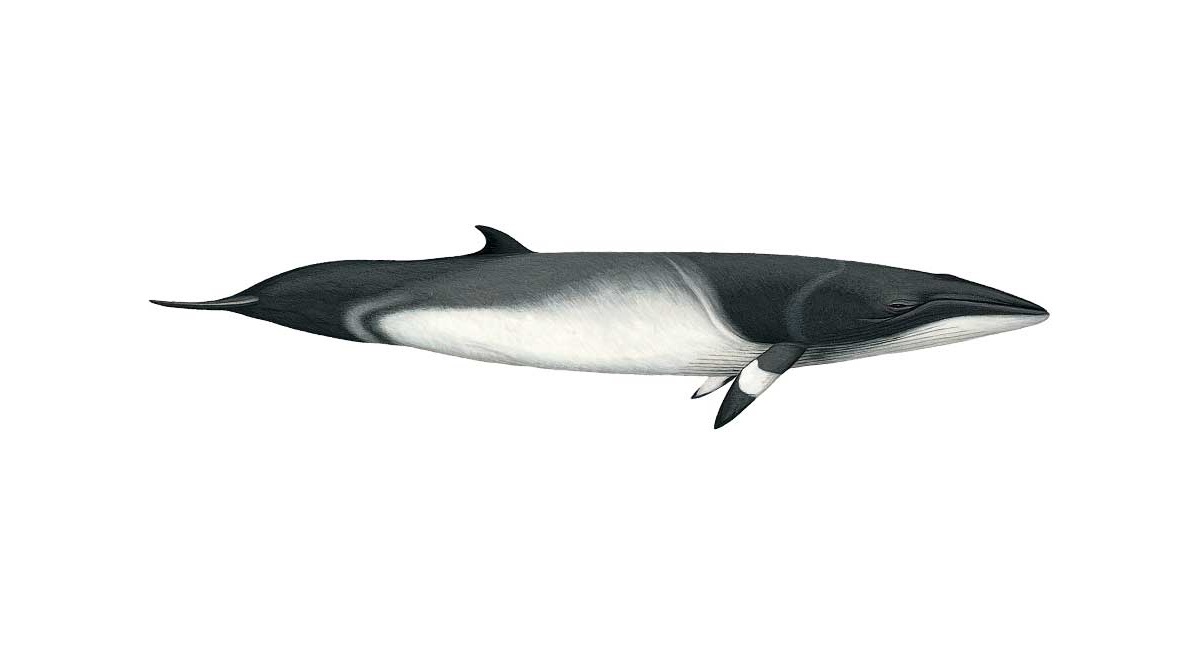19-minke-whale-facts