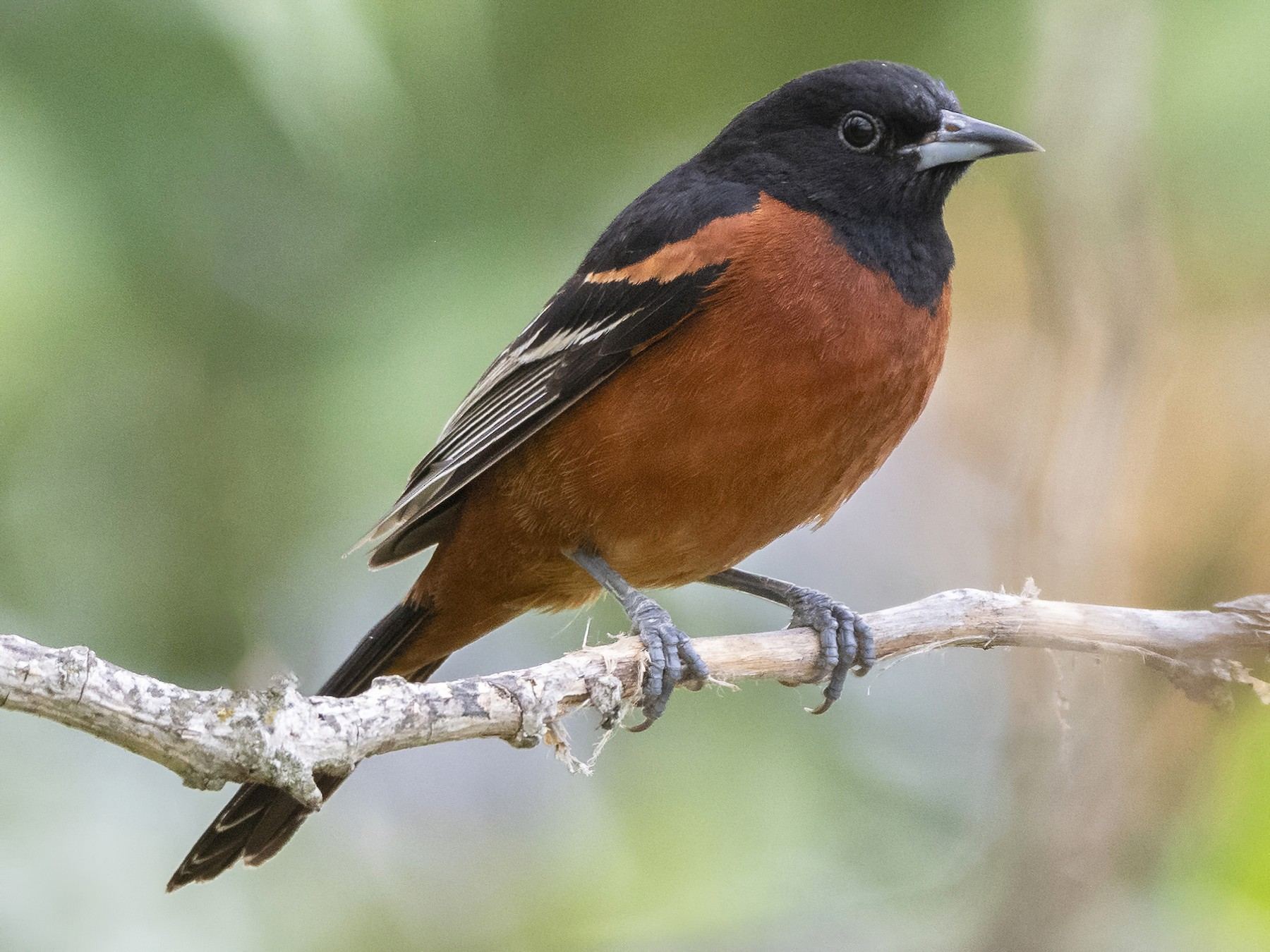 19-orchard-oriole-facts