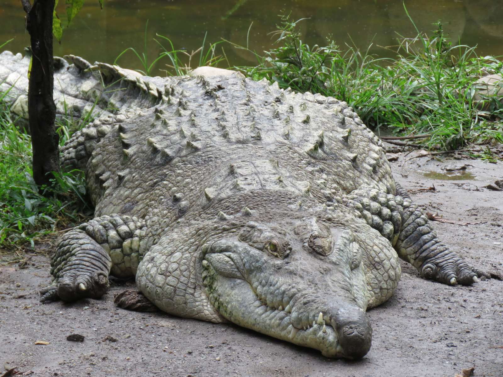 19-orinoco-crocodile-facts