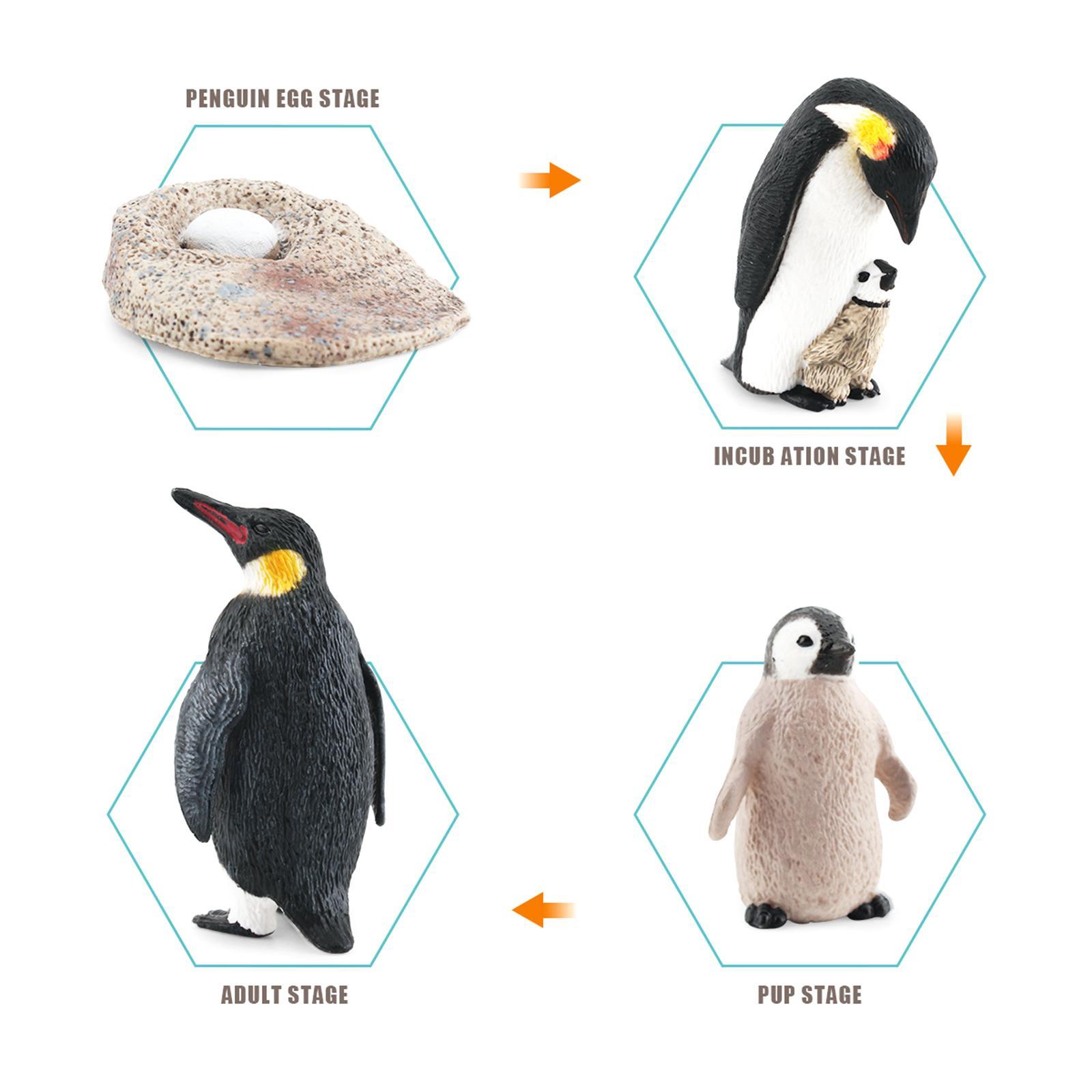 19-penguin-life-cycle-facts