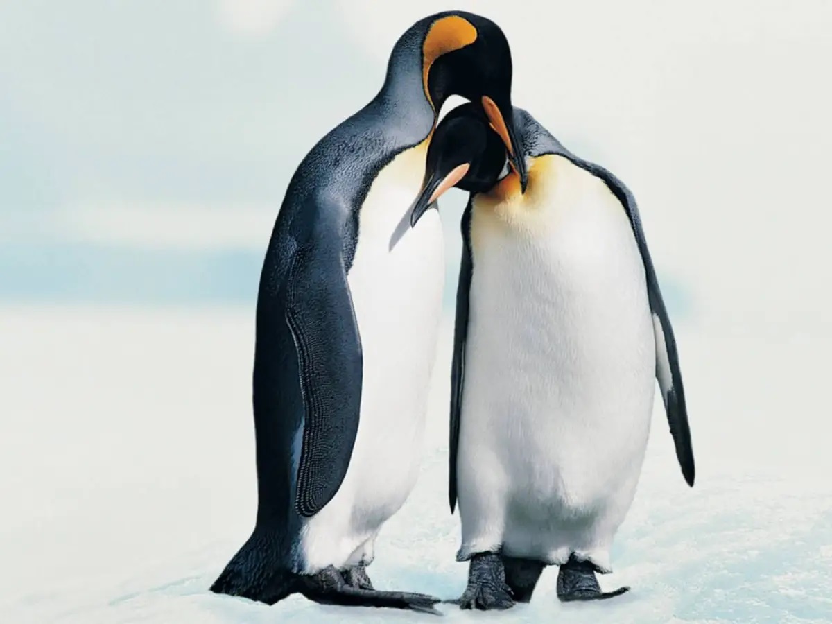 19-penguins-love-facts