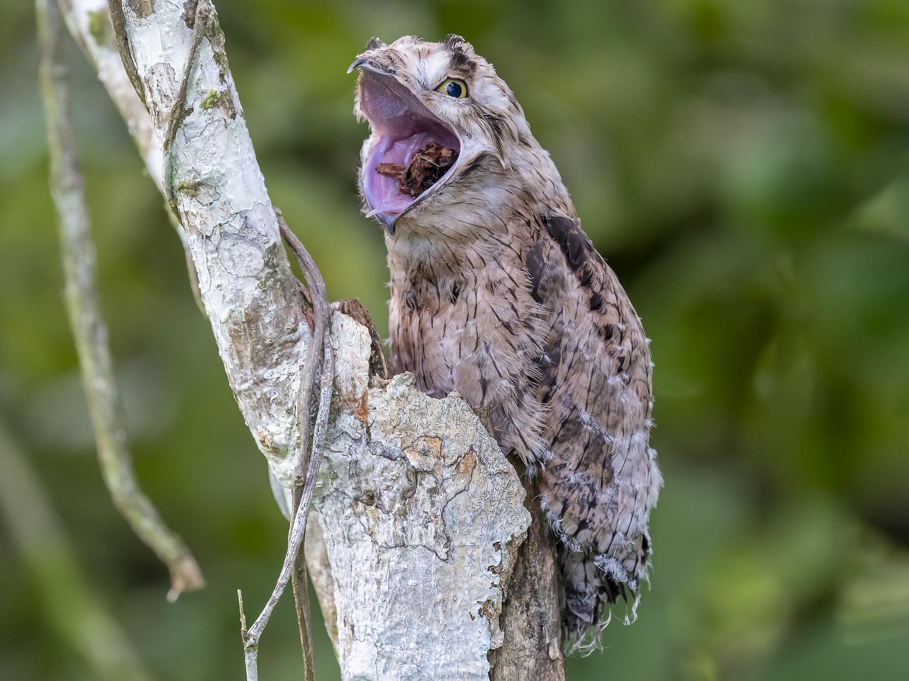 19-potoo-facts