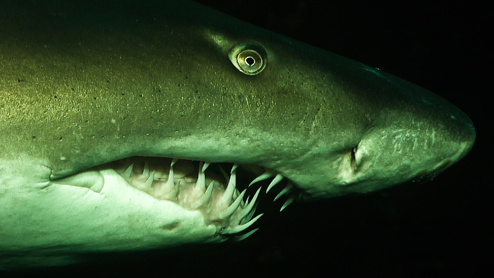 19-ragged-tooth-shark-facts