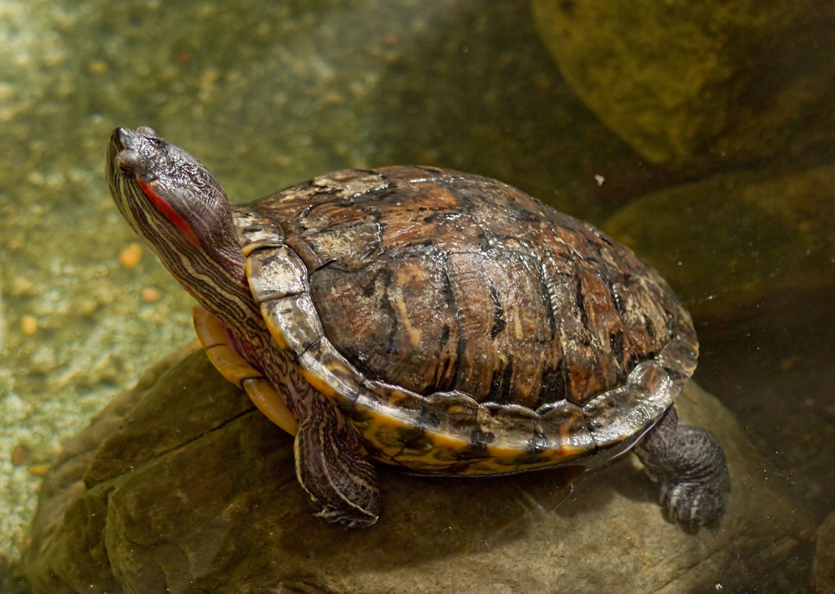 19-red-eared-slider-fun-facts