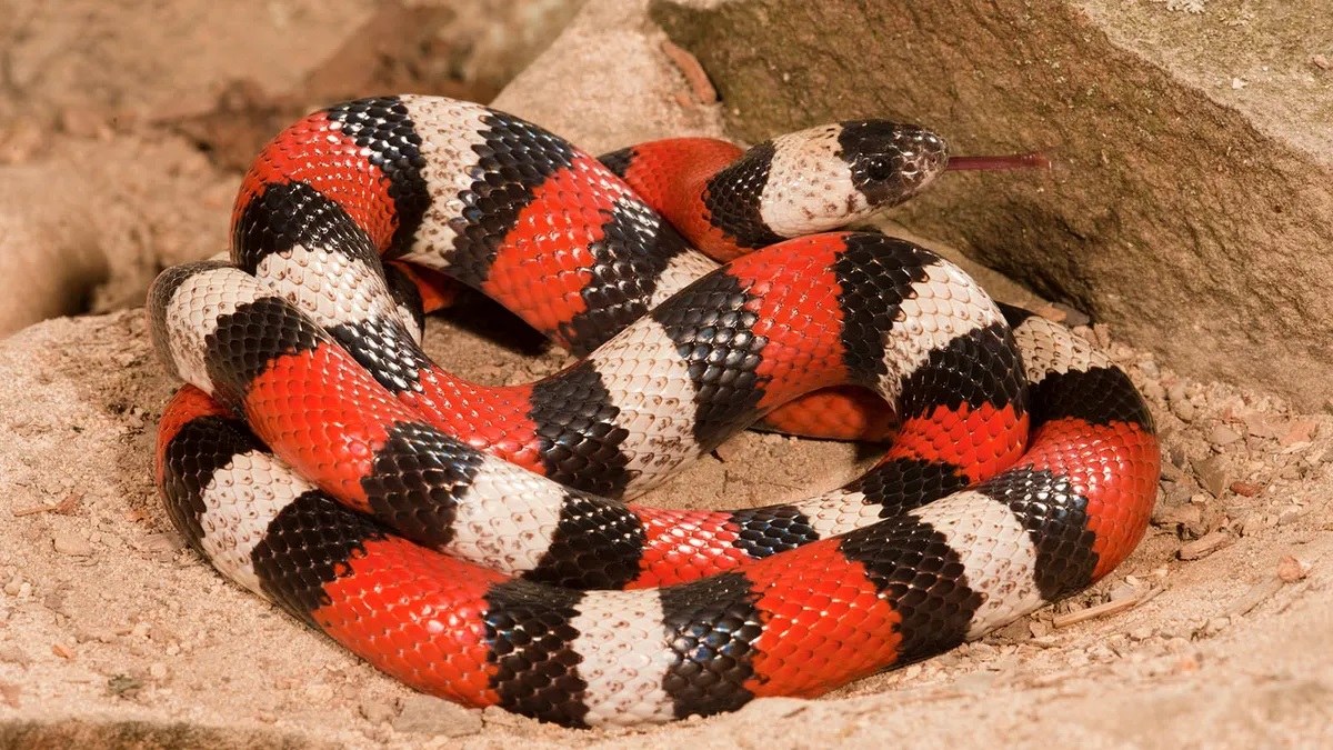 Facts About Milk Snakes