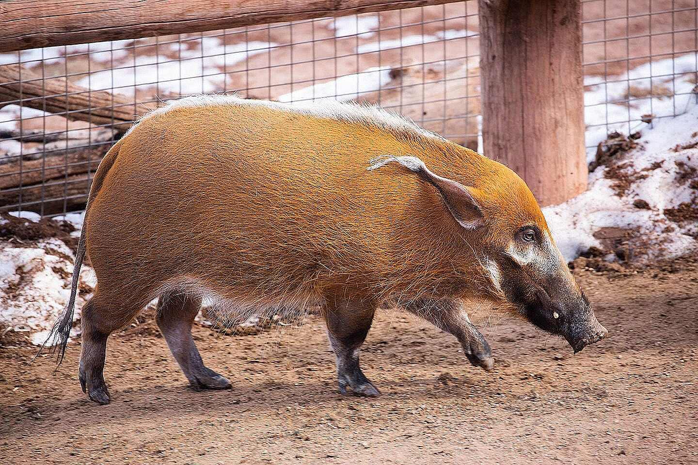 19-red-river-hog-facts