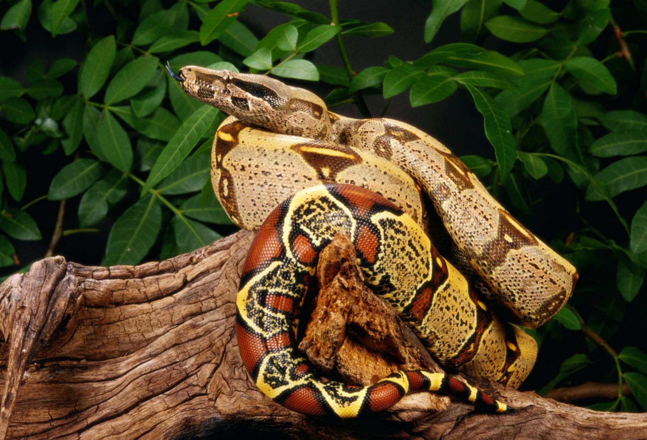 Red Tail Boa (common boa) Animal Facts  Boa constrictor constrictor - A-Z  Animals