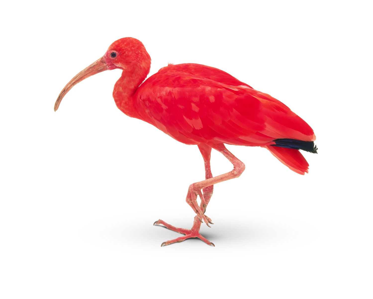 19-scarlet-ibis-facts