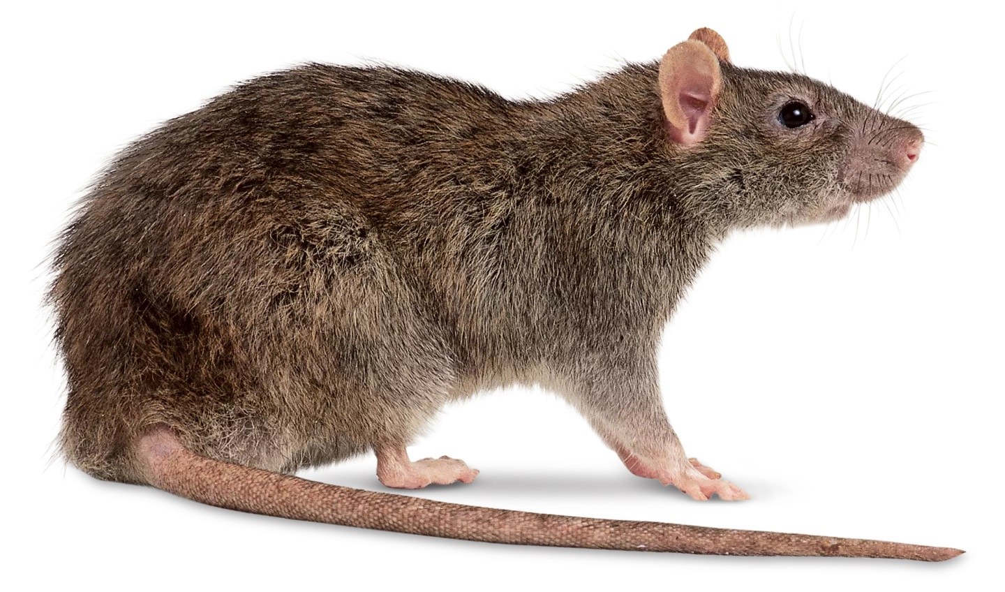 19-scary-facts-about-rats