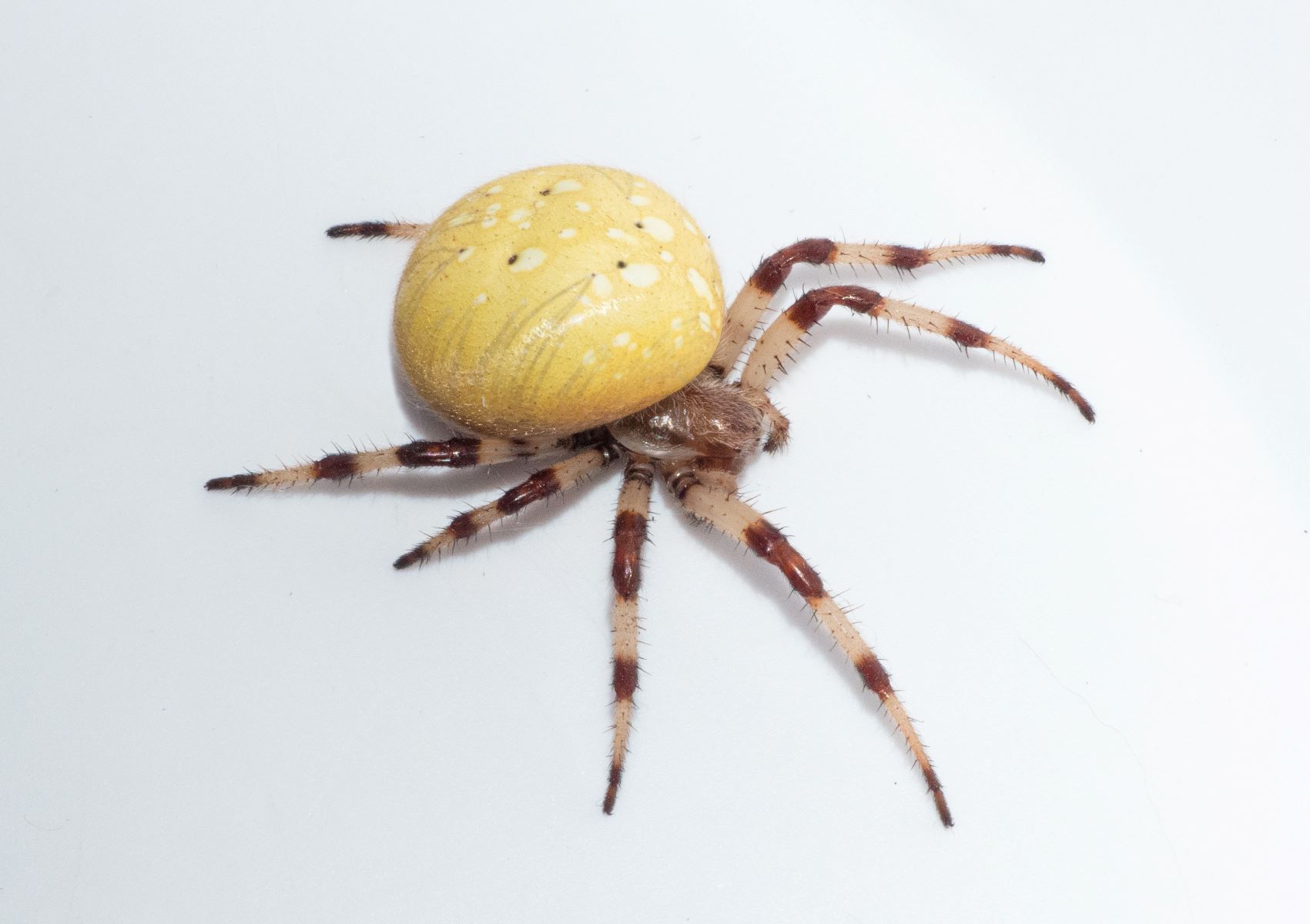 19-shamrock-spider-facts