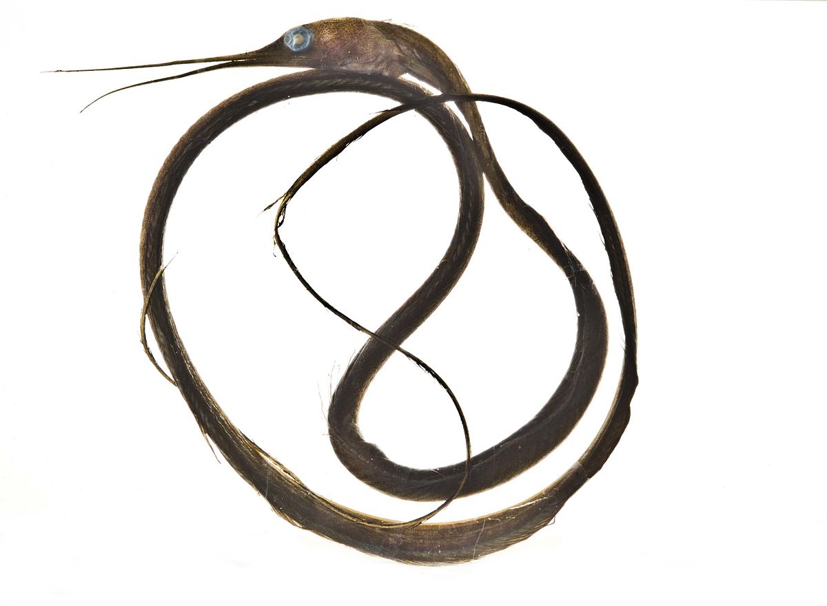 19 Snipe Eel Facts - Facts.net