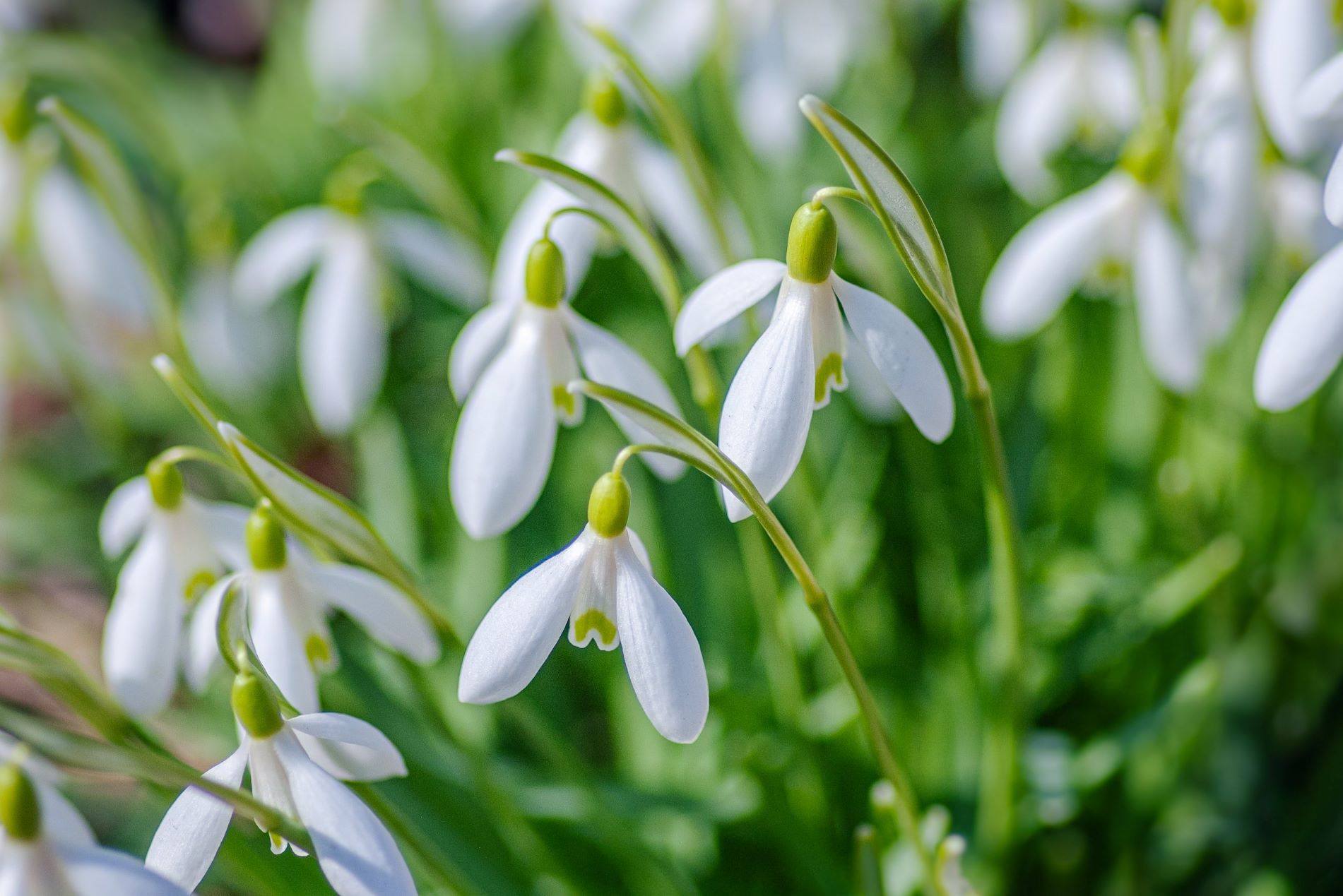19-snowdrops-flower-facts