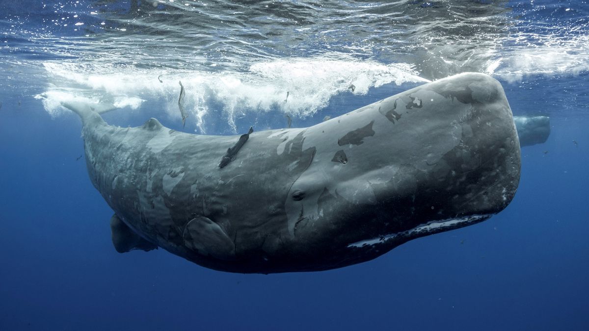 19-sperm-whale-facts-for-kids